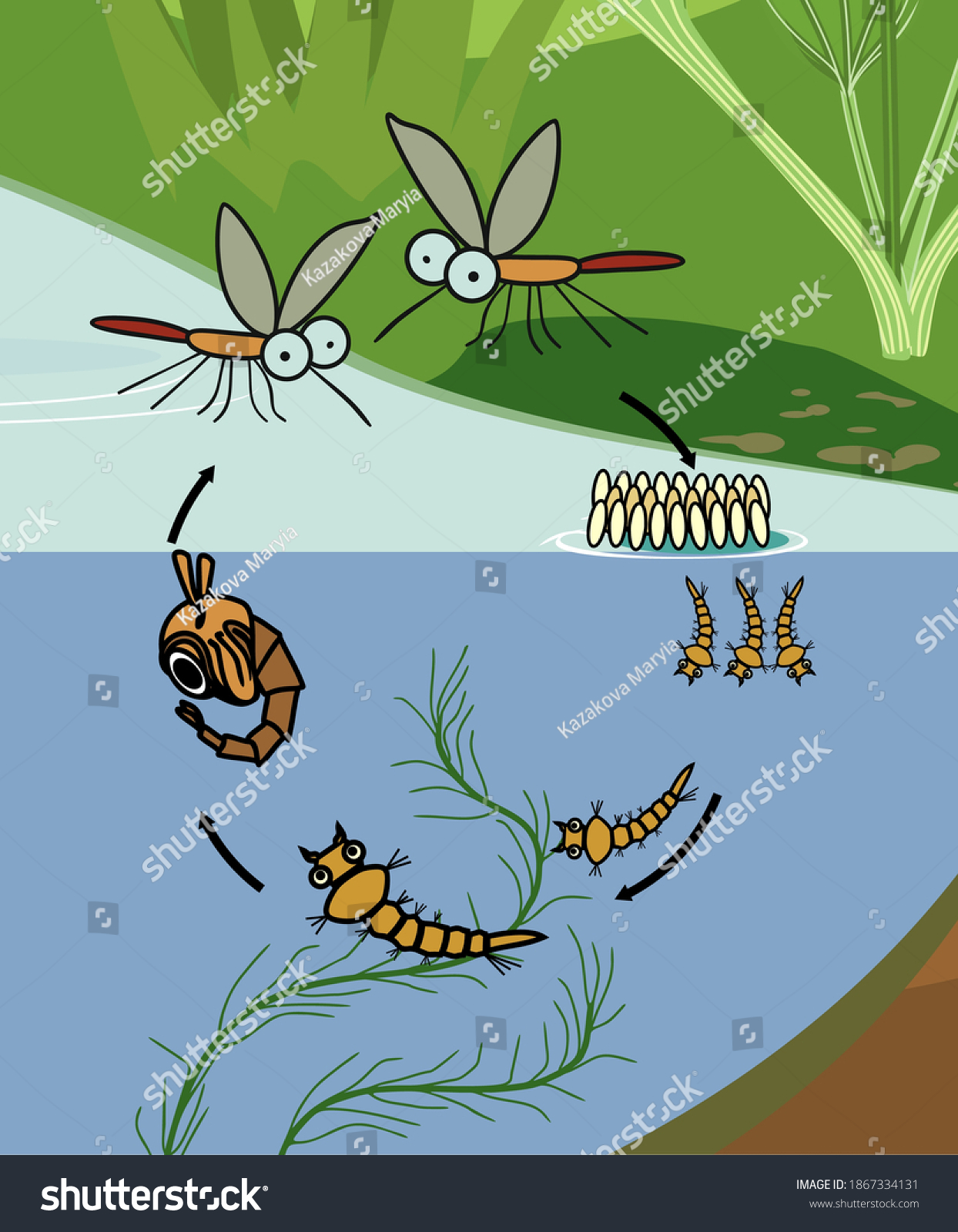 Mosquito Life Cycle Sequence Stages Development Stock Vector (Royalty ...