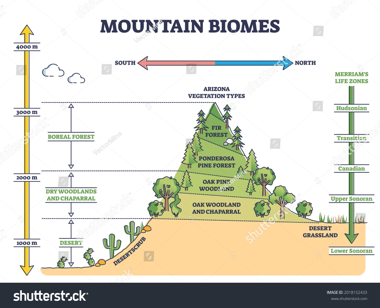 SVG of Mountain biomes with altitude and merriams life zones axis outline diagram. Educational climate and flora ecosystem description with labeled educational arizona vegetation types vector illustration. svg