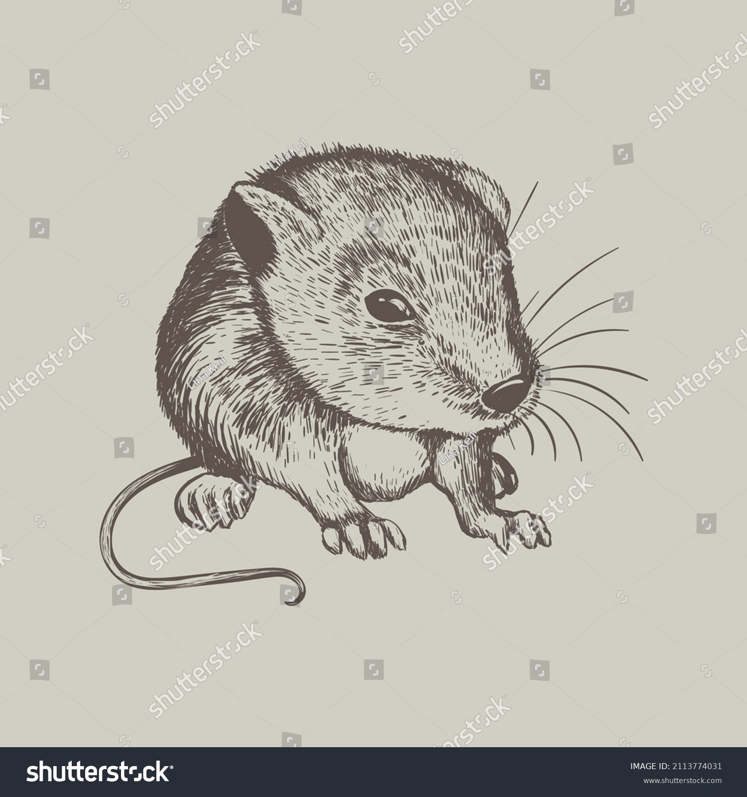 Mouse Sketch Drawing Mouse Vector Illustration: vetor stock (livre de ...