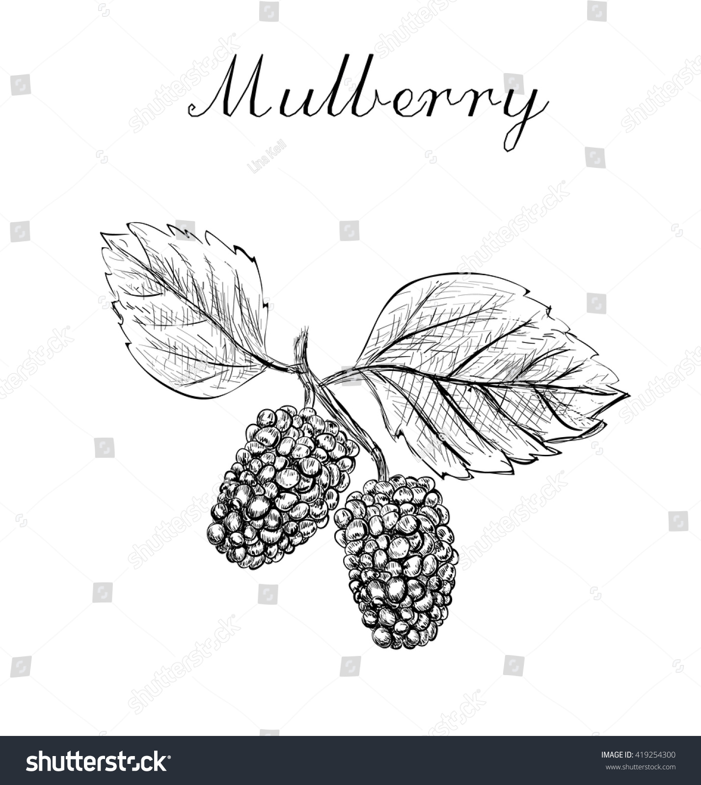 1,488 Mulberry sketch Images, Stock Photos & Vectors Shutterstock