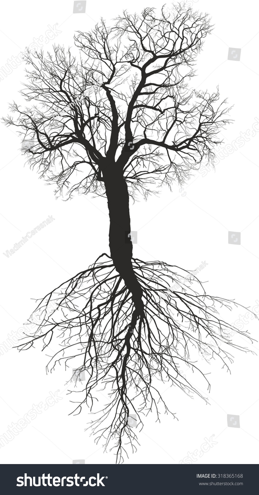 201 Mulberry tree roots Images, Stock Photos & Vectors | Shutterstock