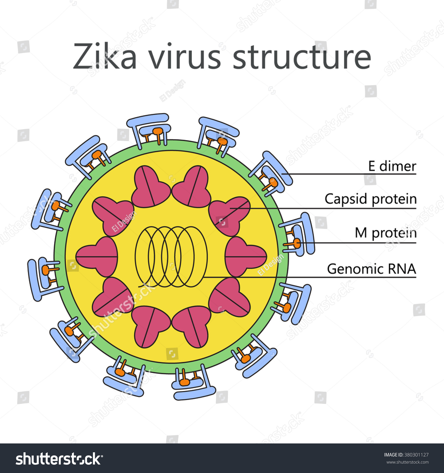 Multicolored Vector Illustration Zika Virus Structure Stock Vector ...