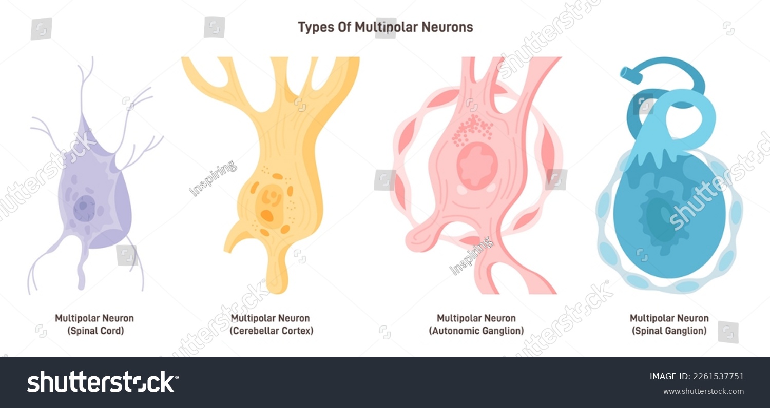 SVG of Multipolar neurons types. Nerve cell, main part of the human nervous system. Cell body, axon and axon terminal. Flat vector illustration svg