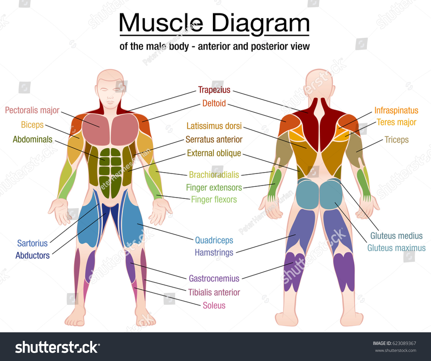 Muscle Diagram Most Important Muscles Athletic Stock Vector Royalty Free 623089367