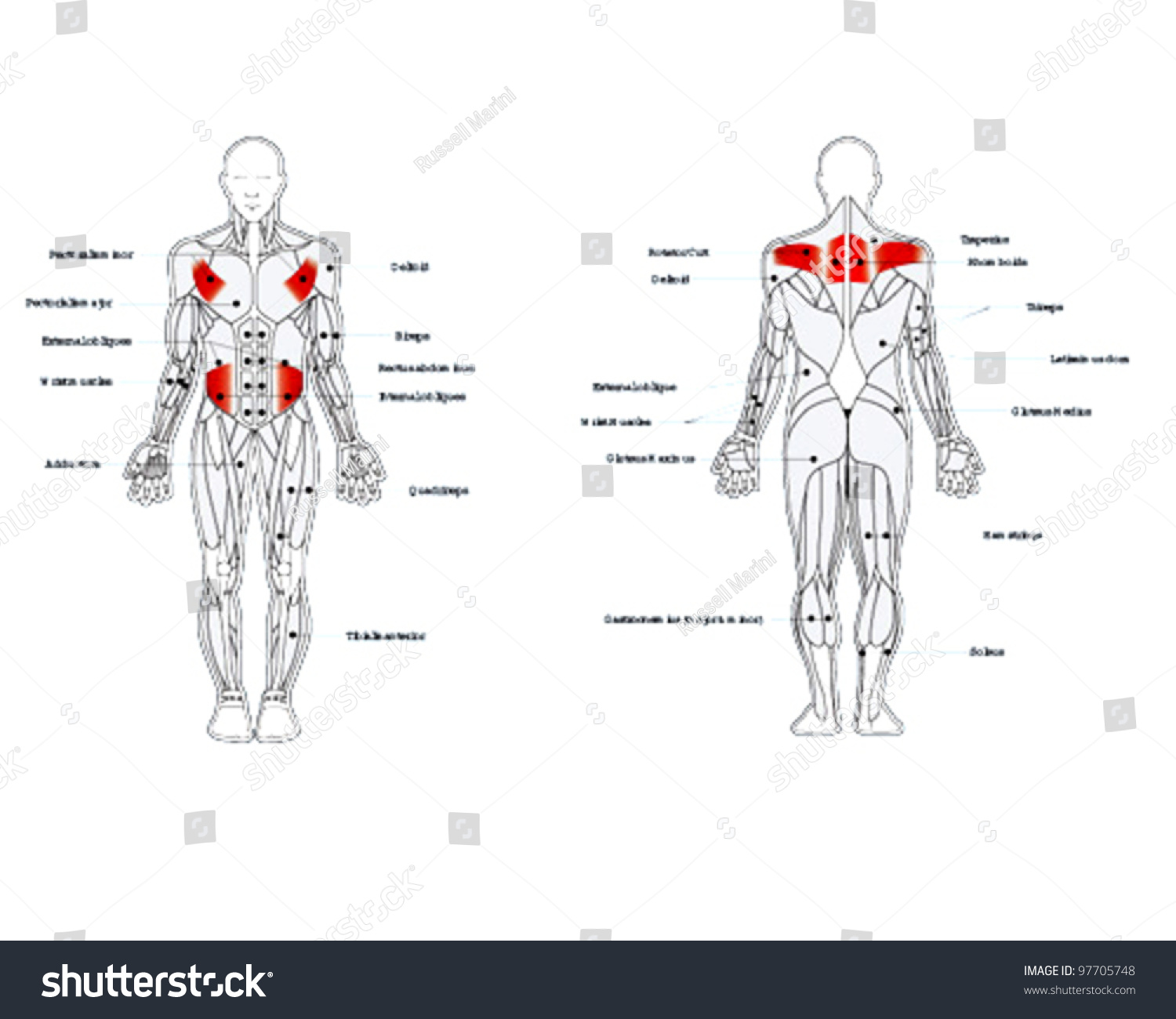 Muscle Diagrams Stock Vector Illustration 97705748 : Shutterstock