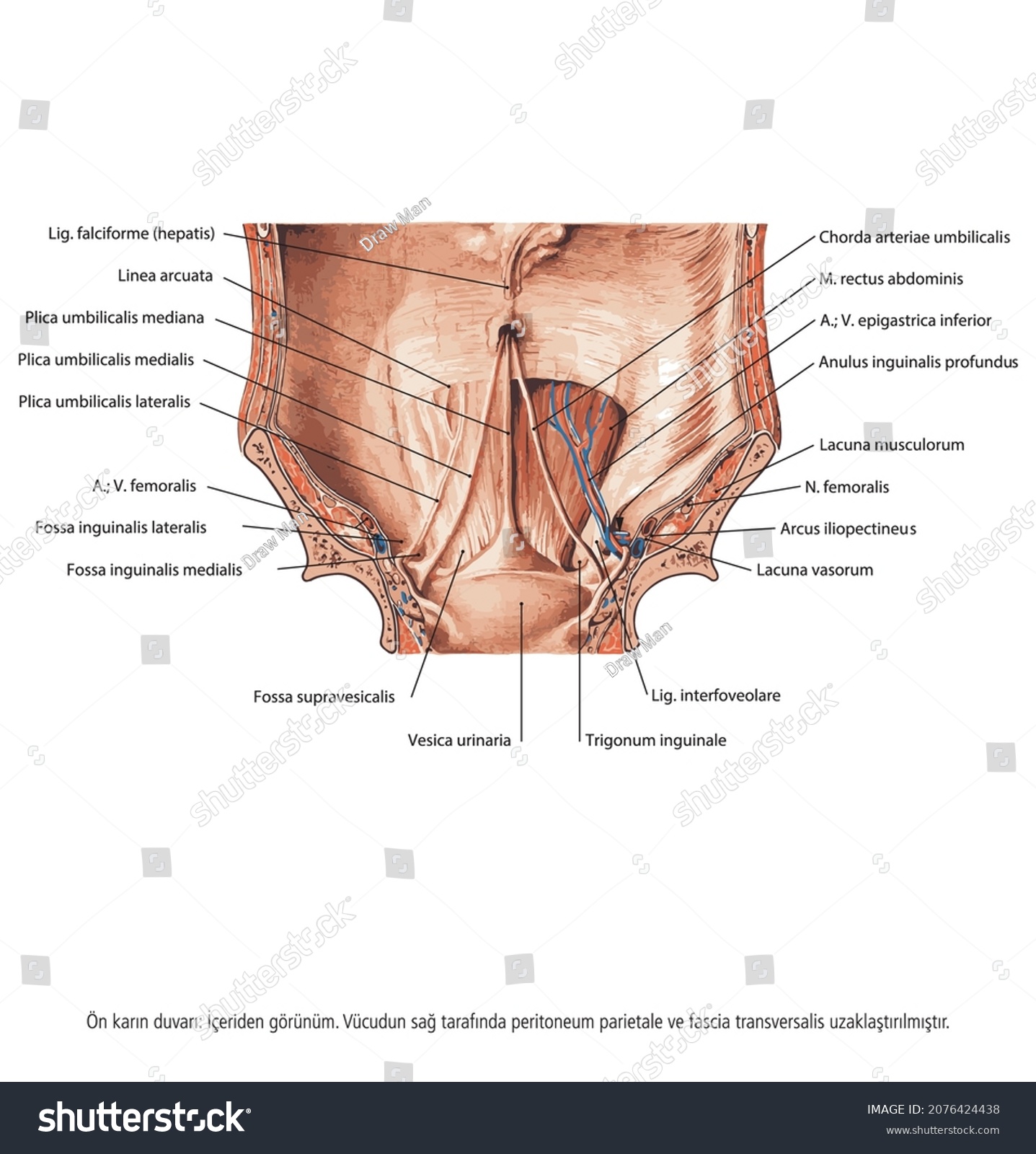 Muscles Cross Section Anterior Abdominal Wall Stockvector Rechtenvrij 2076424438 Shutterstock