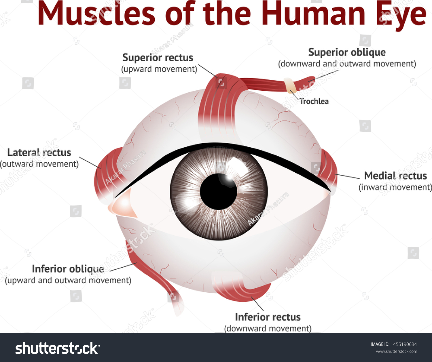 Muscles Human Eye Eye Muscle Anatomy Vector C S N Mi N Ph B N Quy N Shutterstock
