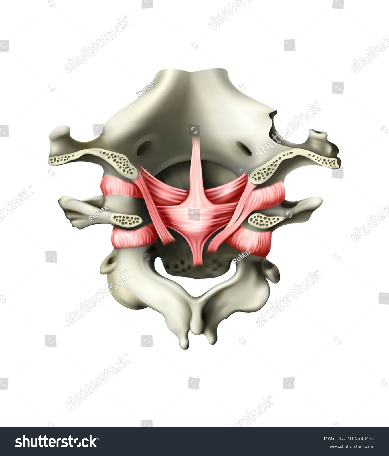 Muscular System Joints Cervical Vertebrae Occipital Stock Vector Royalty Free 2165980473 4464