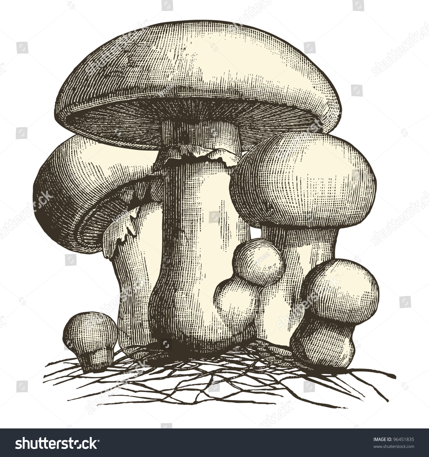 Mushroom Vintage Engraved Illustration Dictionnaire Universel Stock ...