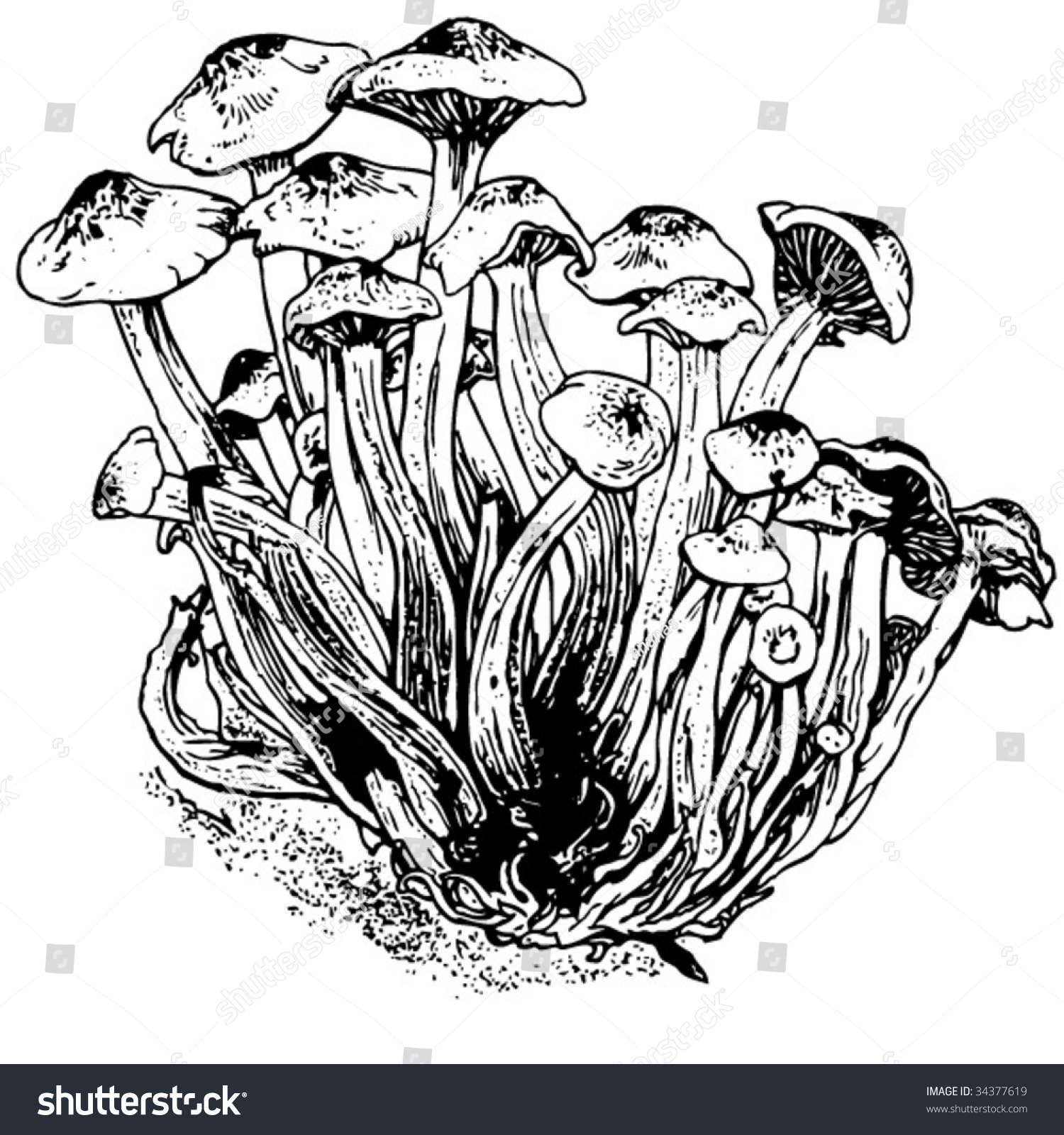 Mushrooms Black White Stock Vector 34377619 - Shutterstock