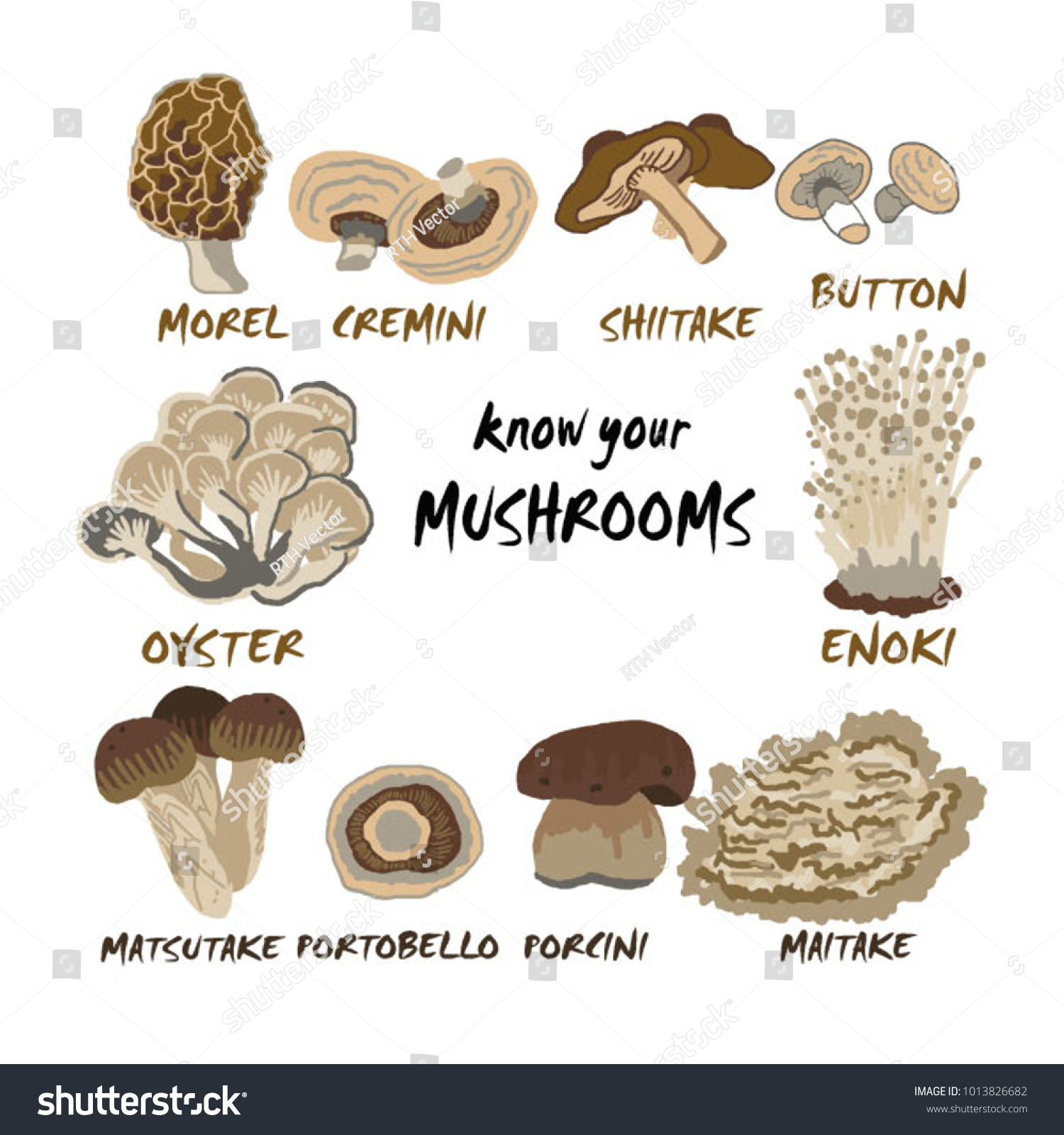 What Kind Of Mushrooms - All Mushroom Info