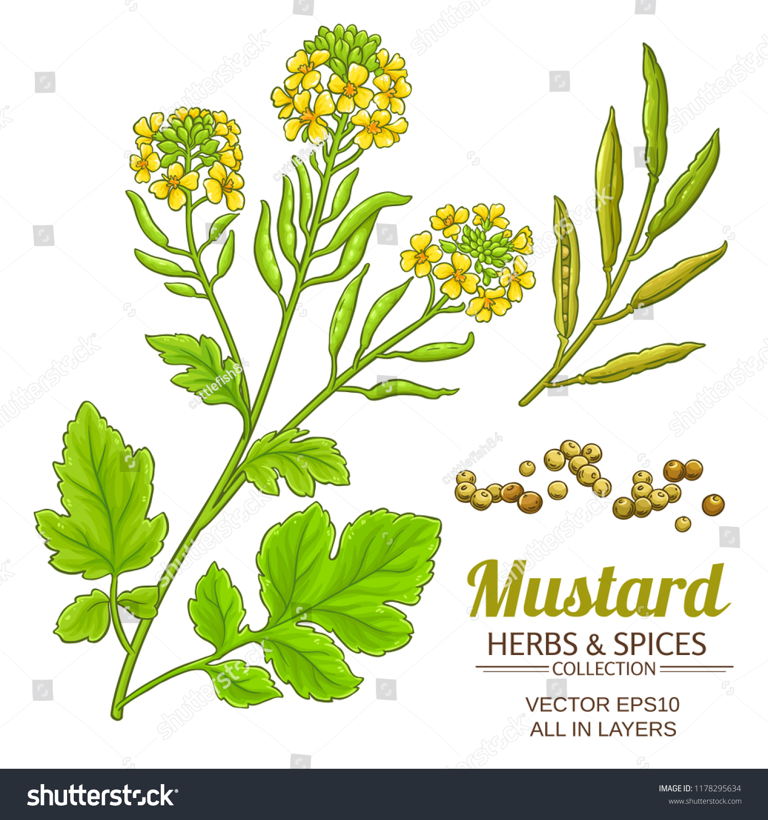 Mustard Plant Vector Stock Vector (Royalty Free) 1178295634 Shutterstock