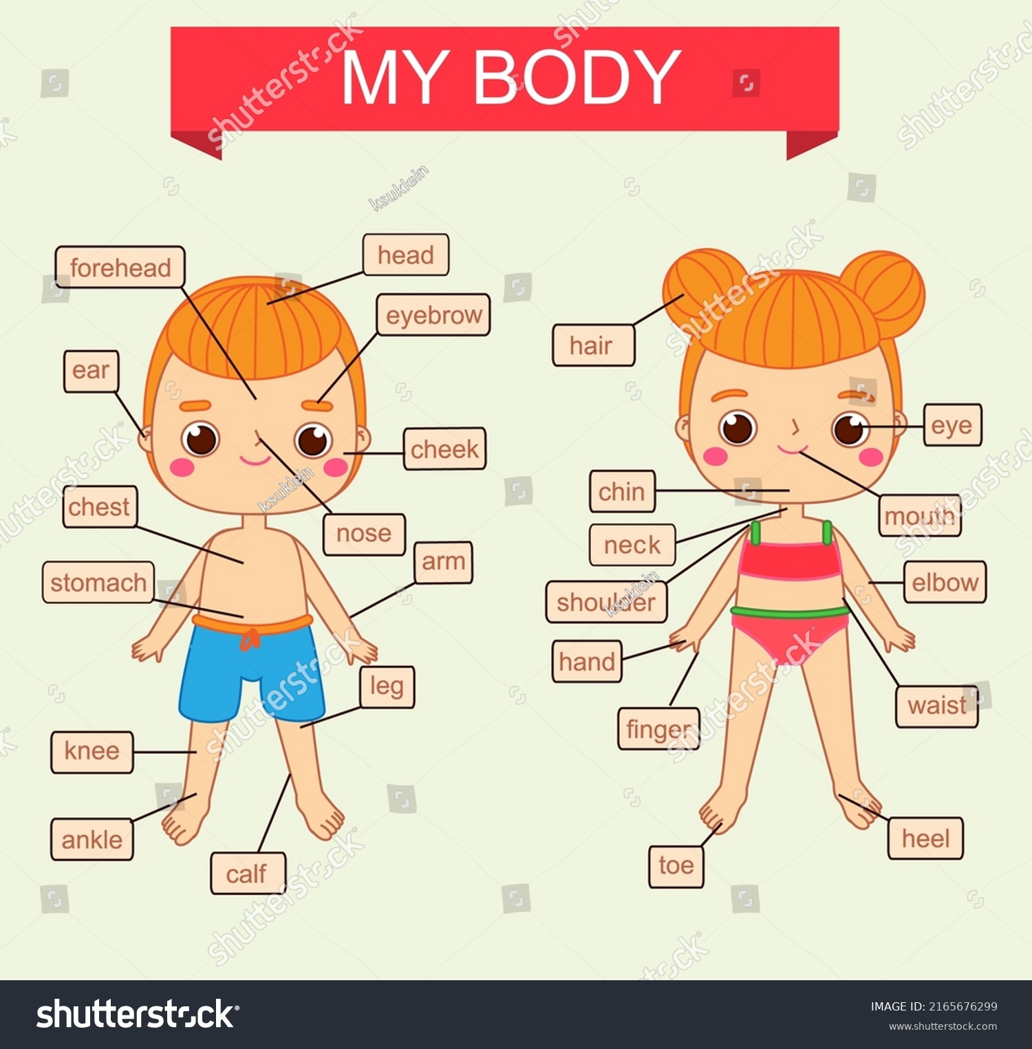 My Body Theme Educational Vector Illustration Stock Vector (Royalty ...