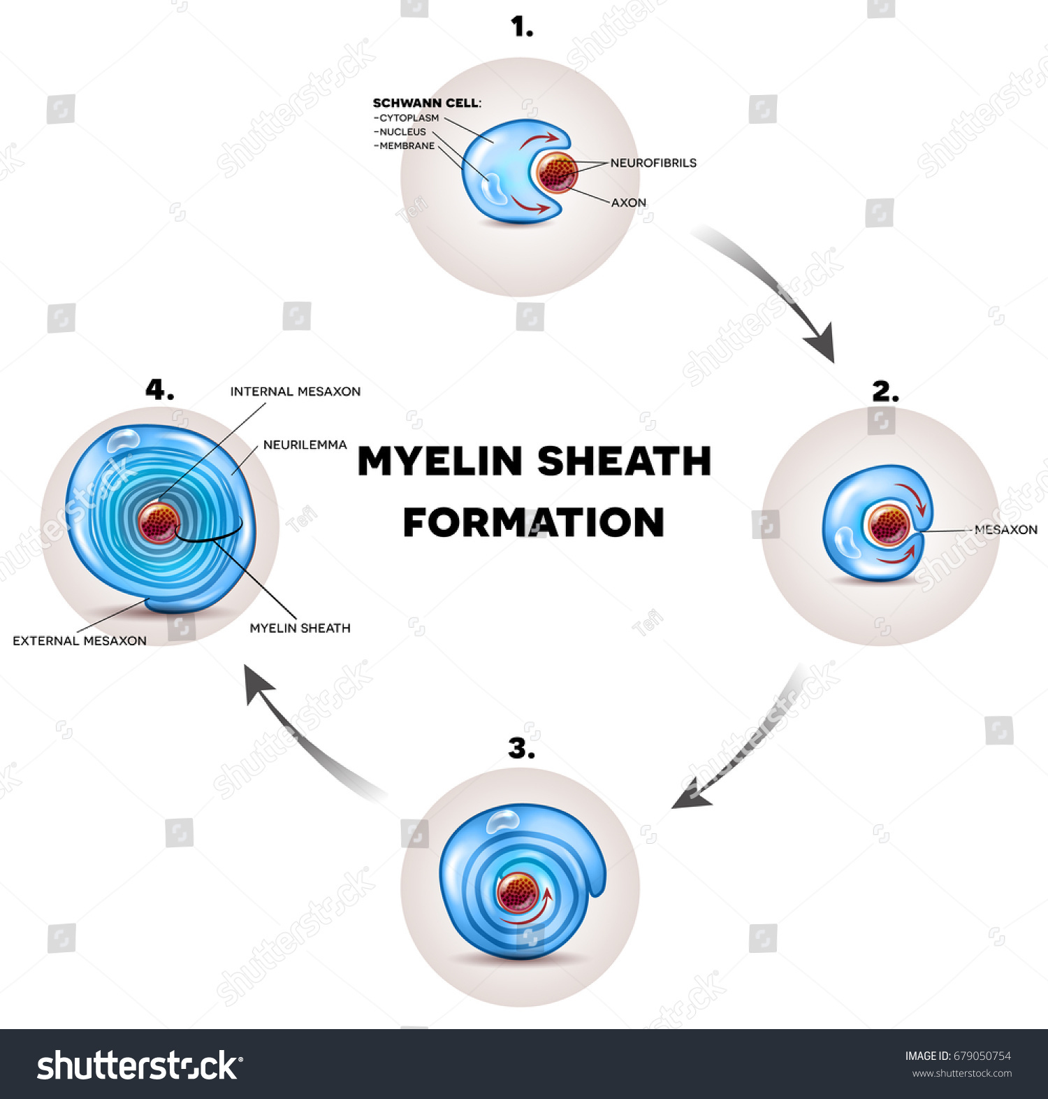 Myelin Sheath Formation Detailed Illustration Surrounds Stock Vector ...