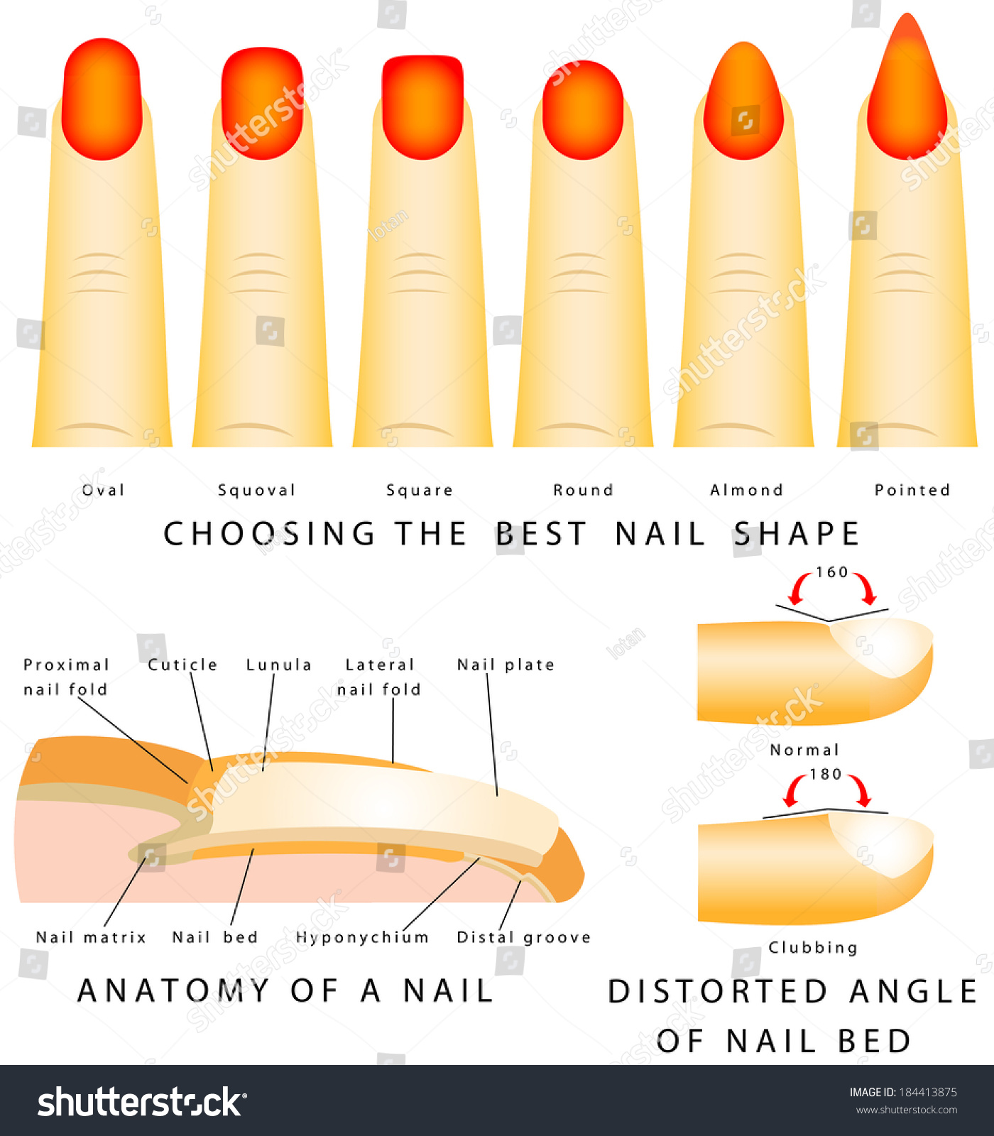 Nail Shape Different Nail Shapes Anatomy Stock Vector 184413875 ...