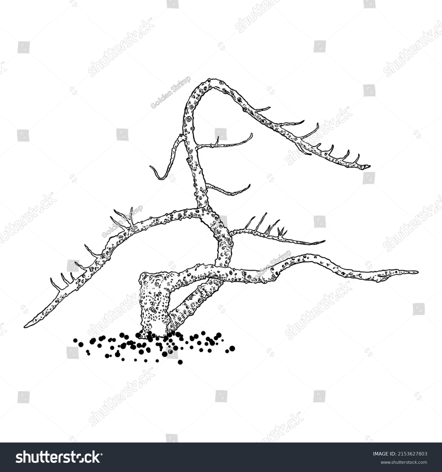 Naked Tree Hand Drawn Isolated Shape Stock Vector Royalty Free Shutterstock