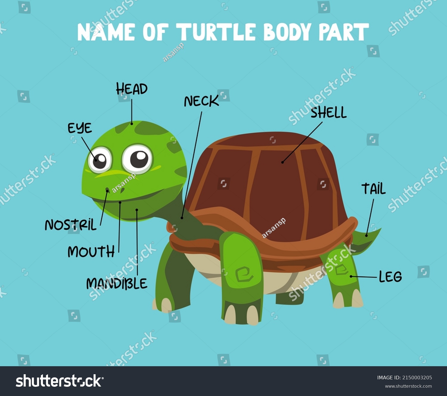 Name Cute Cartoon Turtle Body Part Stock Vector (Royalty Free ...