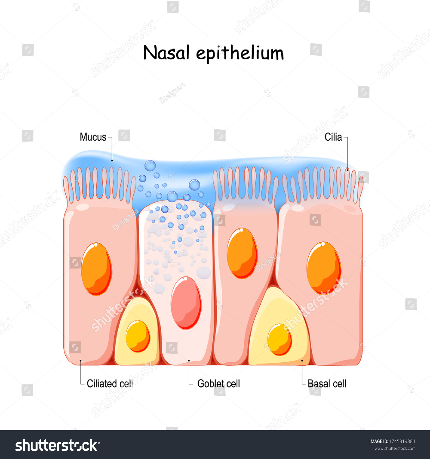 200 Nose Cilia Images Stock Photos And Vectors Shutterstock