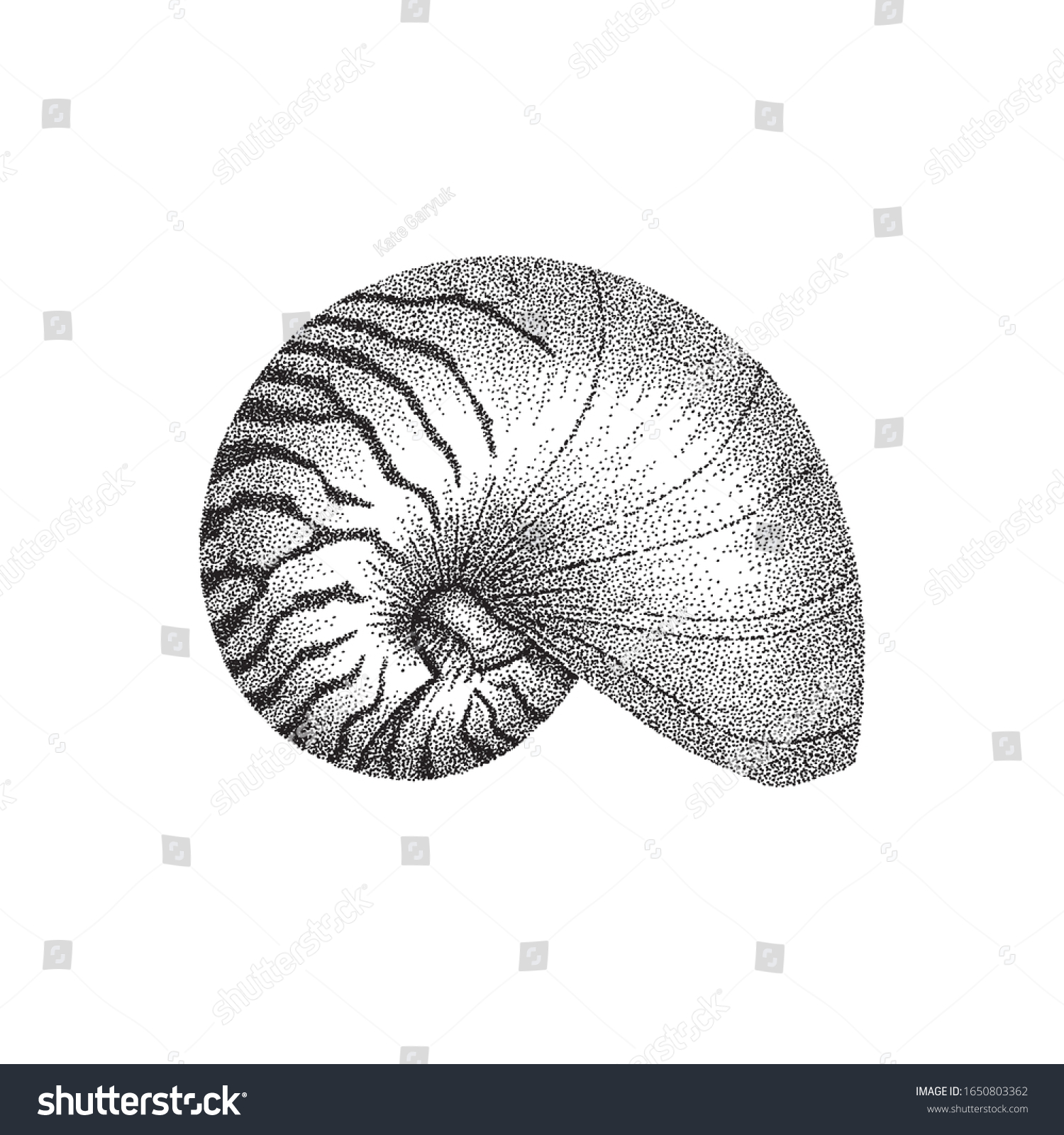 Nautilus Shell Hand Drawing Dotwork Style Stock Vector Royalty Free 1650803362