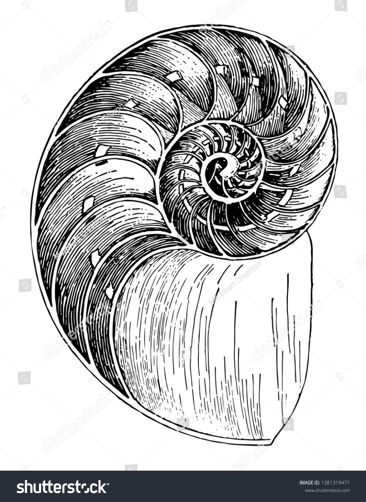 Nautilus Shell Pelagic Marine Mollusc Cephalopod Stock Vector Royalty Free