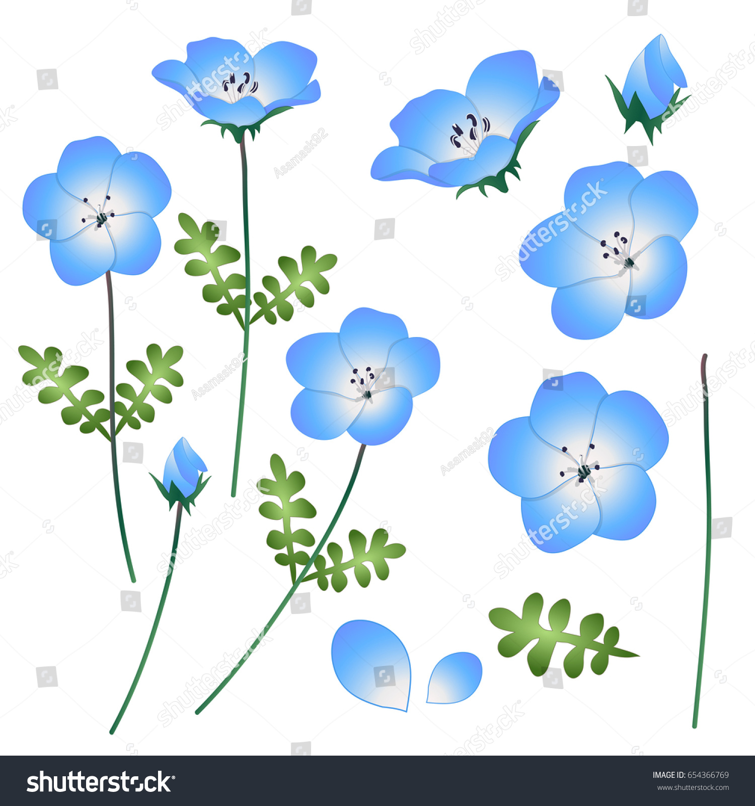 Nemophila Baby Blue Eyes Flower Vector Stock Vector Royalty Free 654366769