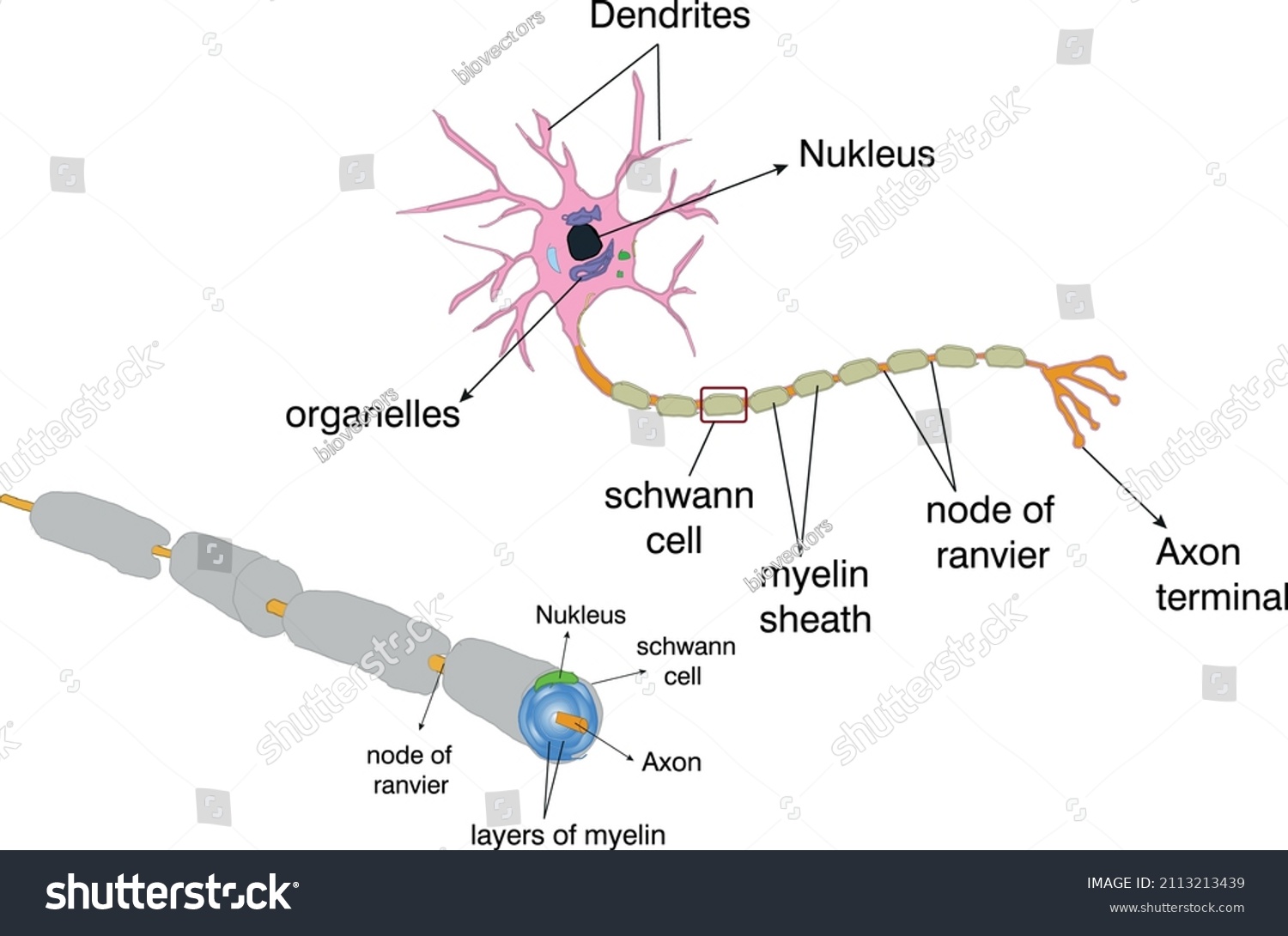 Nervous System Cells Called Neurons Stock Vector Royalty Free 2113213439 Nervous System Cells Called Neurons Stock Vector Royalty Free 2113213439