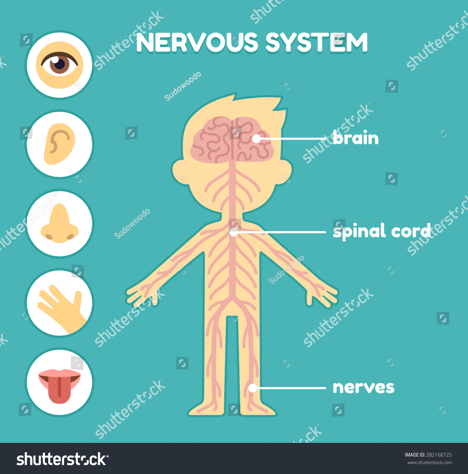 Nervous System Educational Anatomy Chart Kids Stock Vector 282168725 - Shutterstock