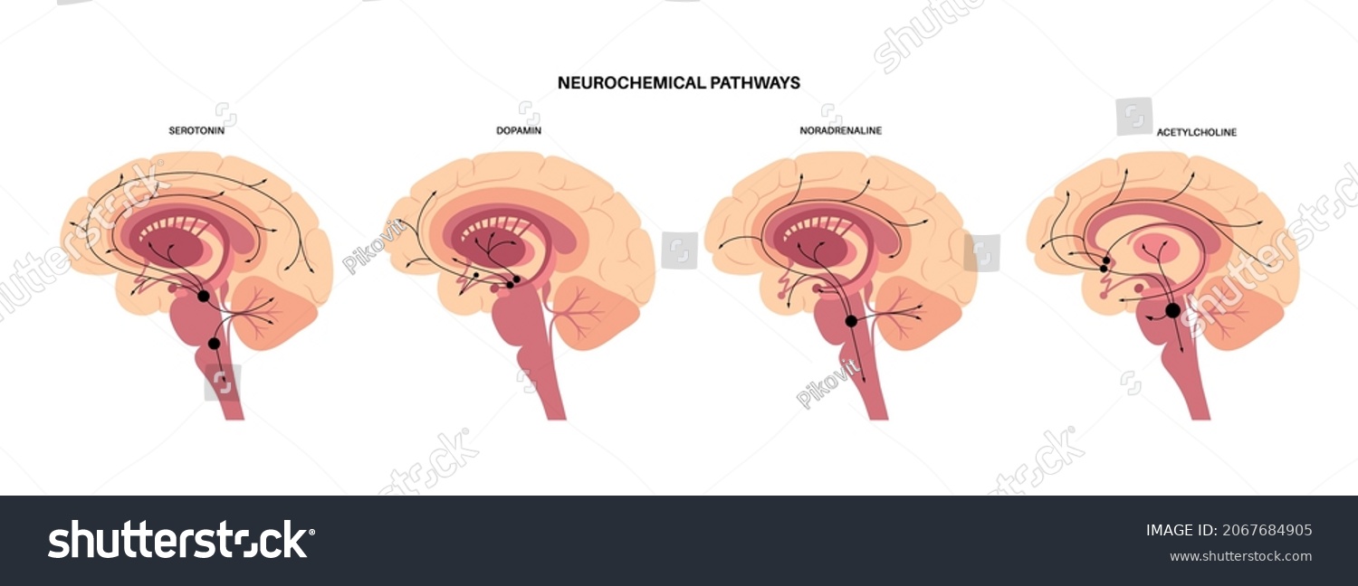 SVG of Neurochemical pathway in the brain anatomical poster. Serotonin, dopamine, acetylcholine and norepinephrine diagram. Neural activity in human body. Neurotransmitter function flat vector illustration. svg