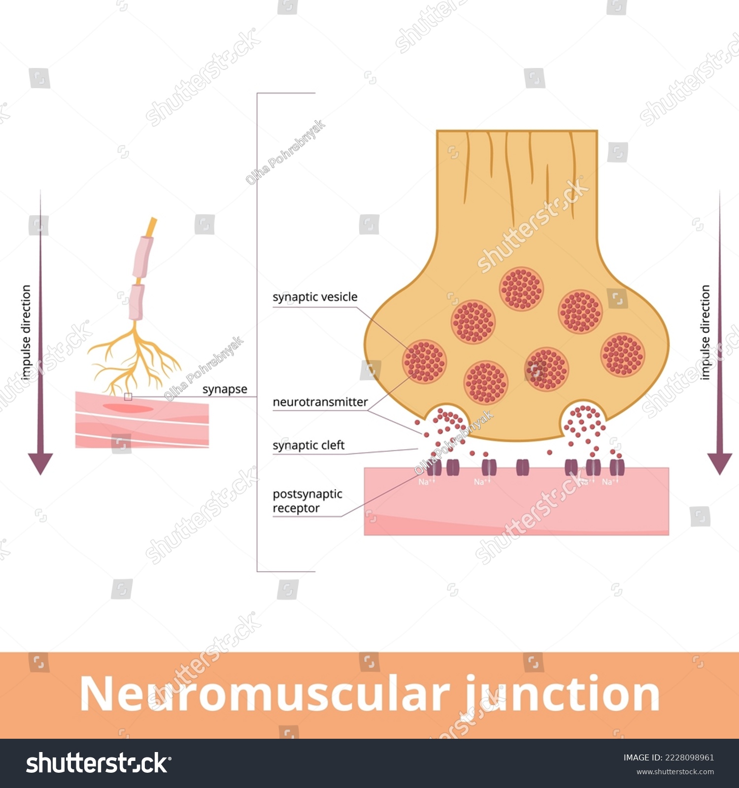 SVG of Neuromuscular junction. A synaptic connection between the terminal end of a motor nerve and a muscle. Presynaptic (nerve terminal), postsynaptic part, synaptic cleft. svg