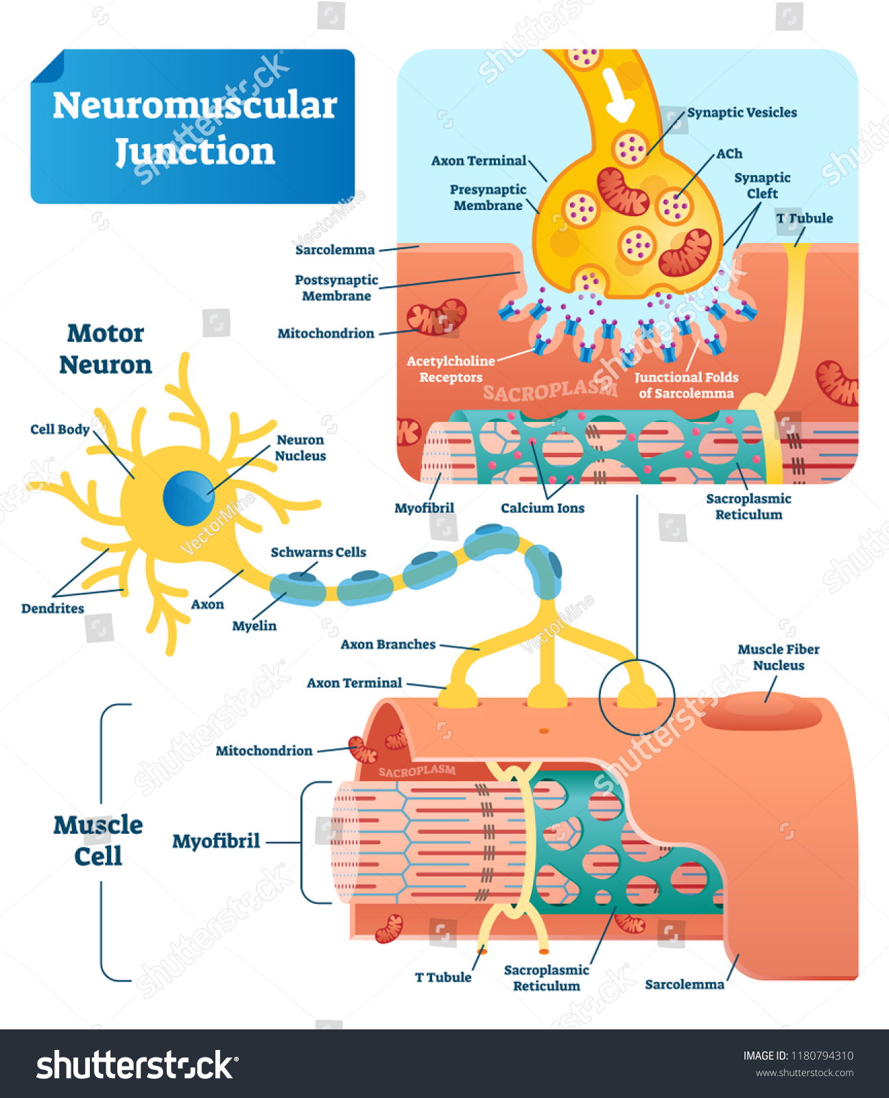 SVG of Neuromuscular junction vector illustration scheme. Labeled medical infographic. Motor neuron and muscle cell structure closeup. Diagram with myofibril and muscle fibers. svg