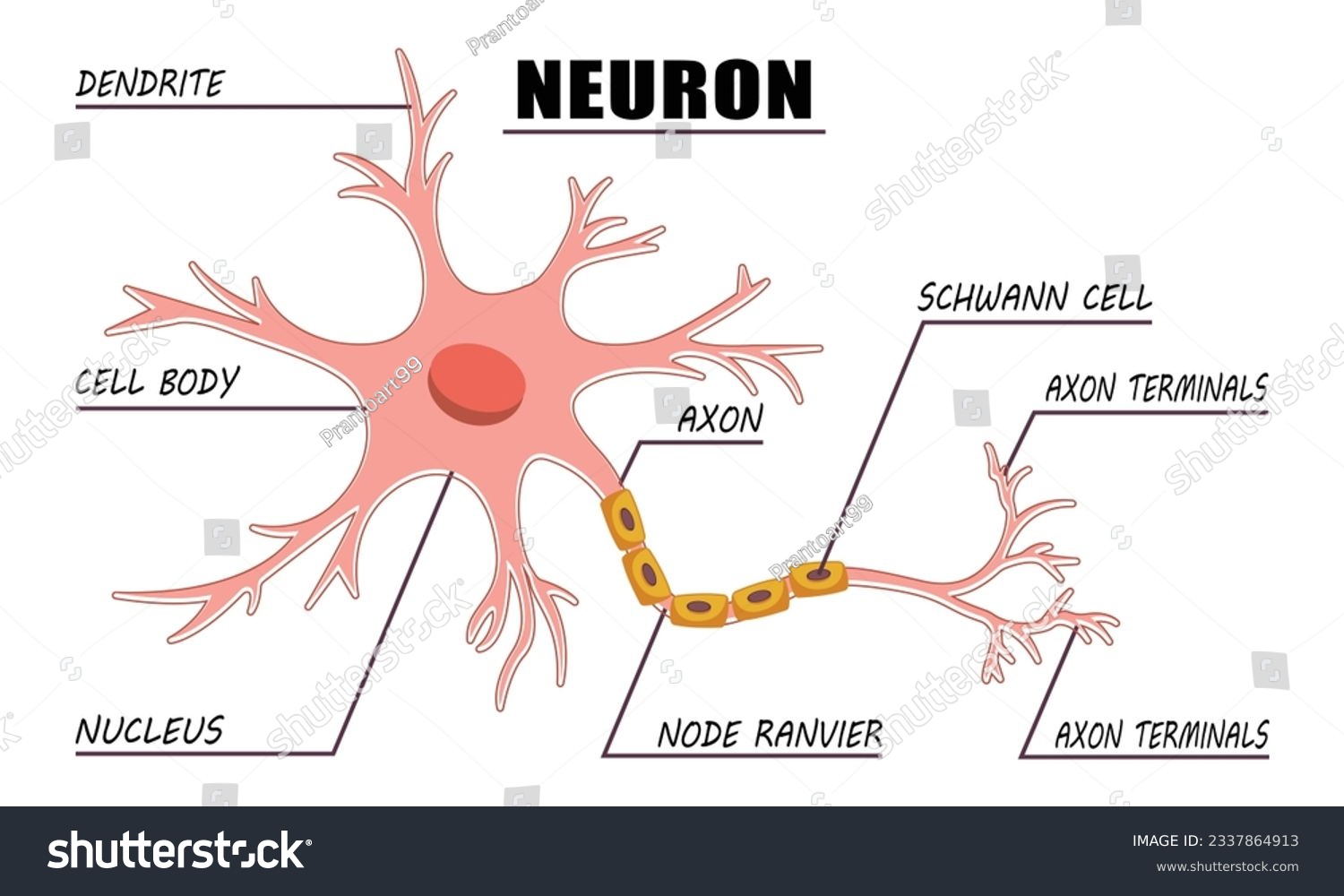 SVG of Neuron Anatomy of Human Cell Line Art. svg