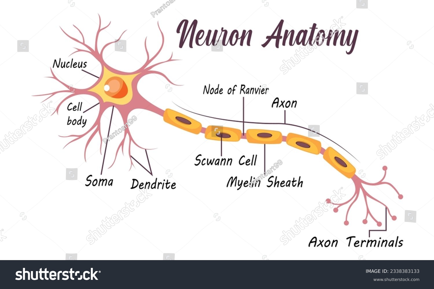 SVG of Neuron Anatomy of Human Cell Line Art Vector and Illustration Design. Neuron Anatomy And Human Cell Line Art Design and Creative Kids. svg
