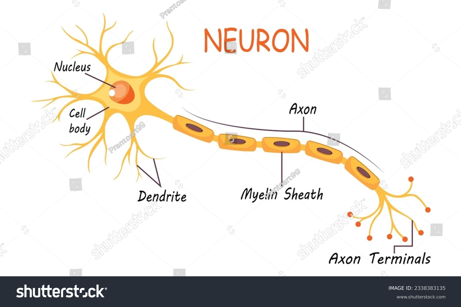 SVG of Neuron Anatomy of Human Cell Line Art Vector and Illustration Design. Neuron Anatomy And Human Cell Line Art Design and Creative Kids. svg