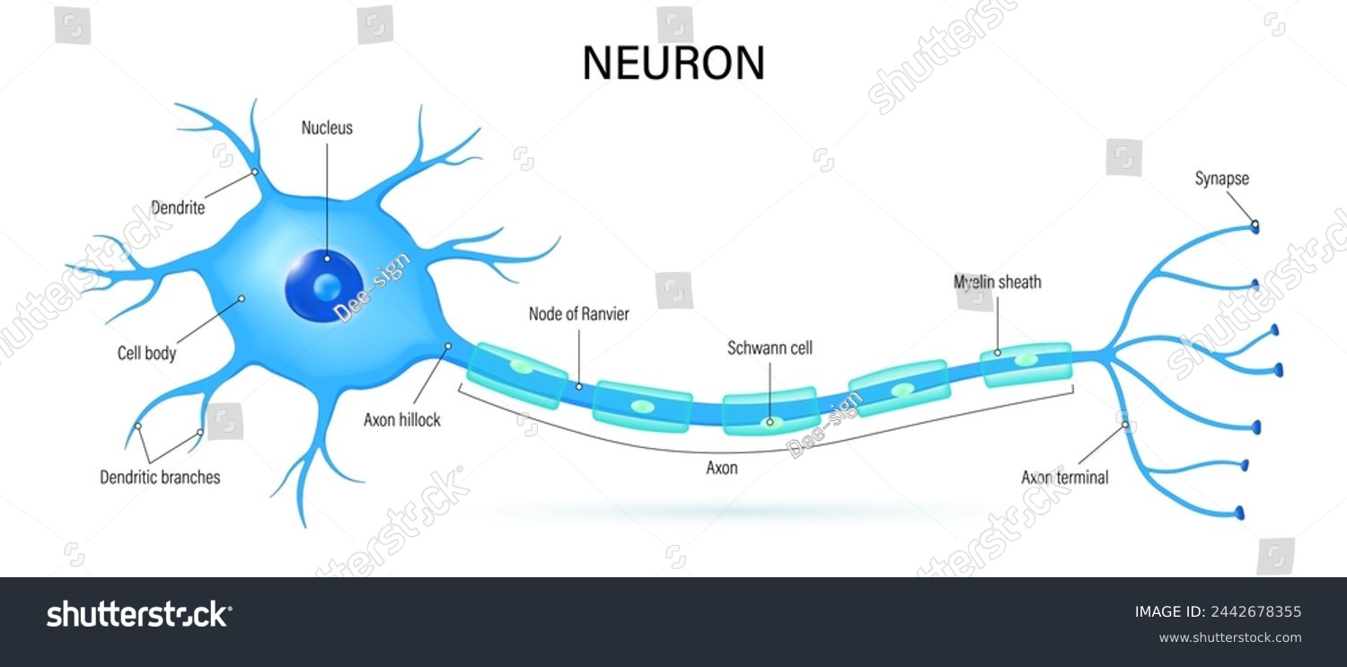 SVG of Neuron anatomy vector. Nerve cell diagram. Axon, dendrites and synapse. svg