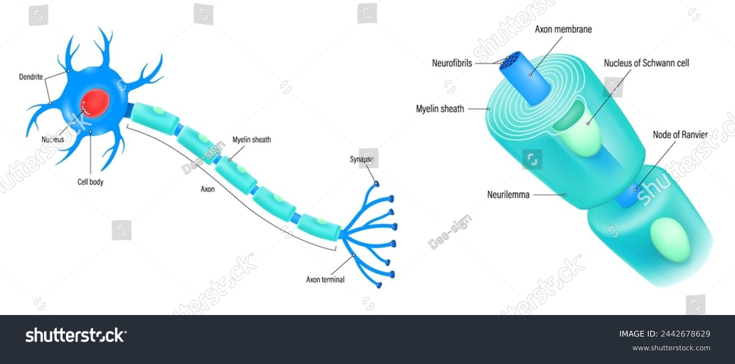 SVG of Neuron and components of the Myelin sheath vector. Anatomy of a typical human neuron.
Cell body, dendrite, Axon, Synapse, myelin sheath, node Ranvier and Schwann cell. svg