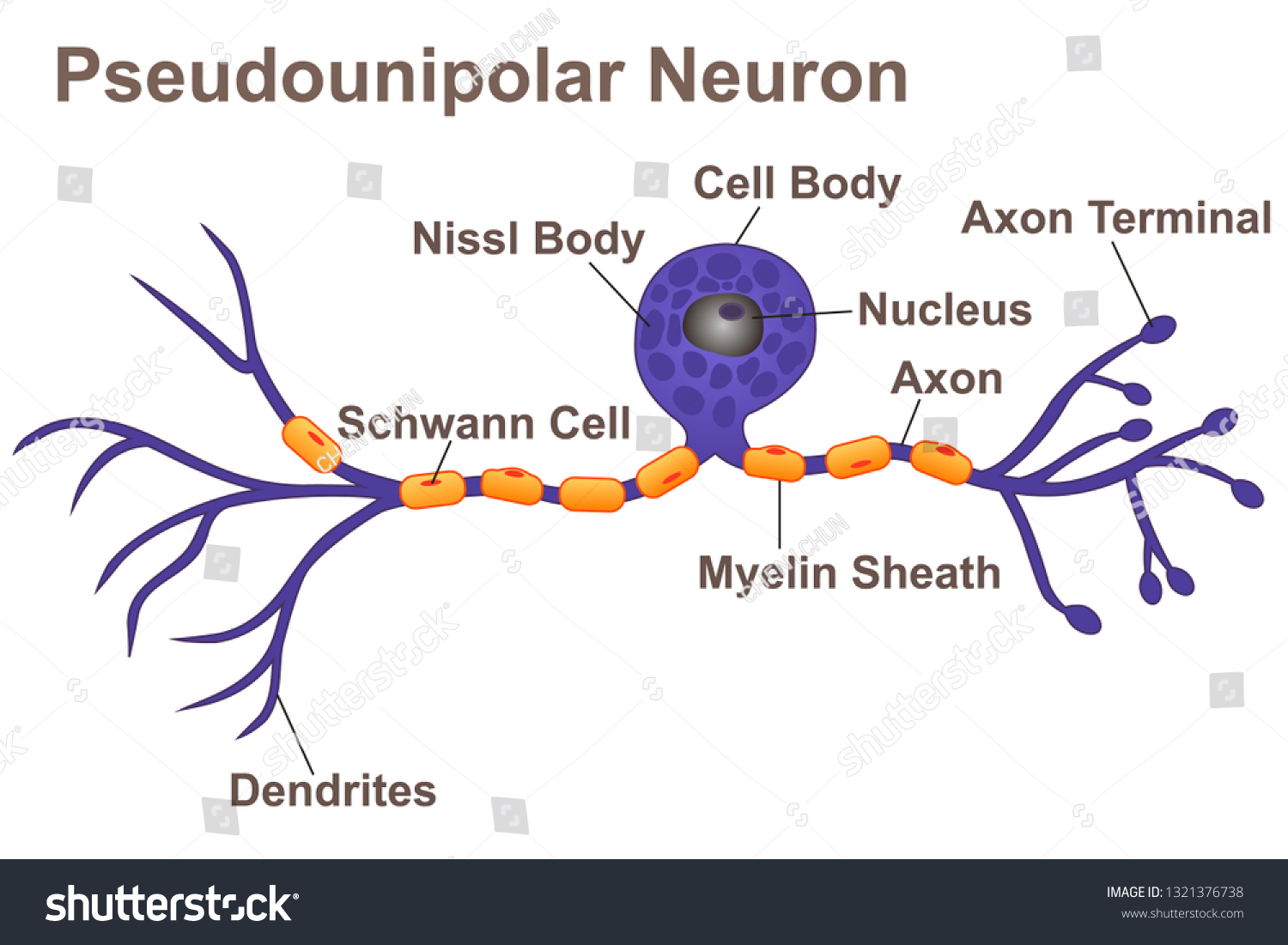 Neuron Cell Structurepseudounipolar Neuron Stock Vect