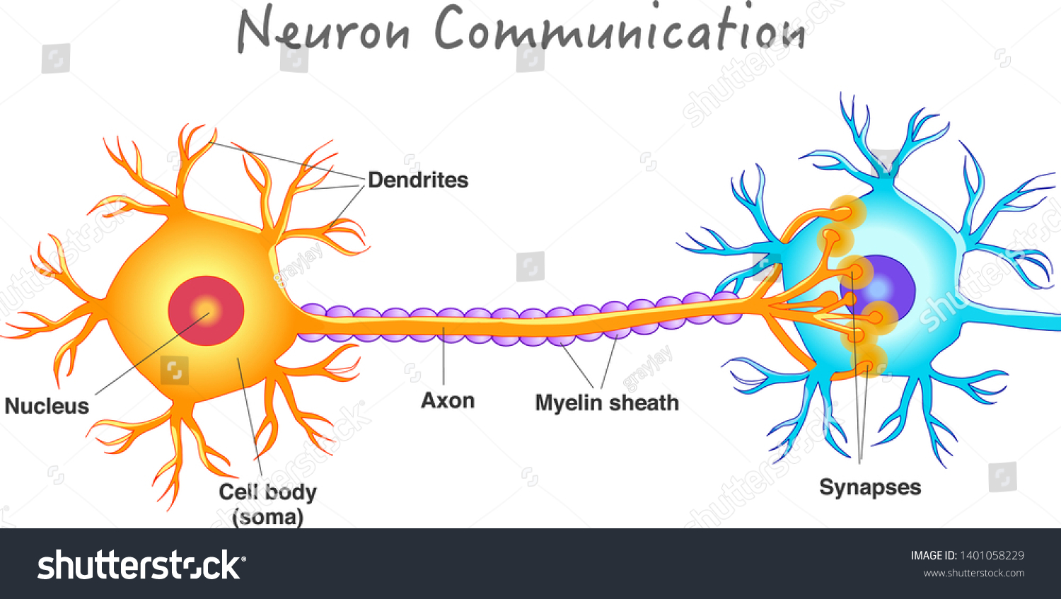 SVG of Neuron communication. Transmission of the nerve signal between two neurons. Neuron connect. Nervous system. Simple annotated. White background. 2d vector drawing.  svg