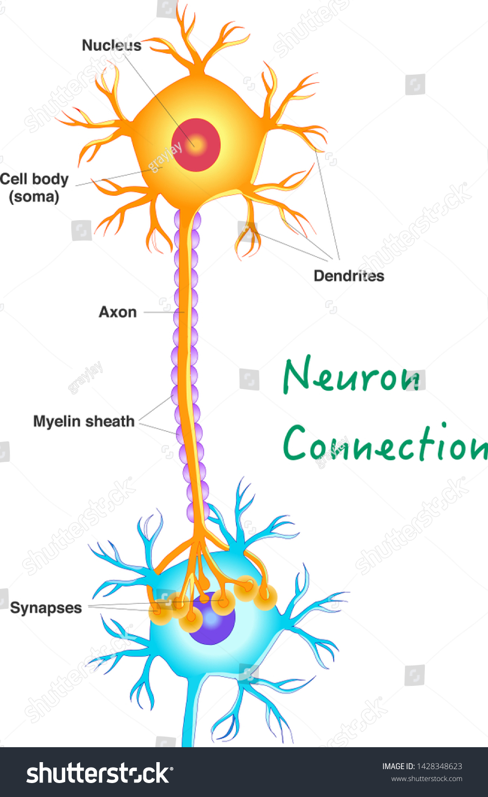 Neuron Connection Transmission Nerve Signal Between Stock Vector ...