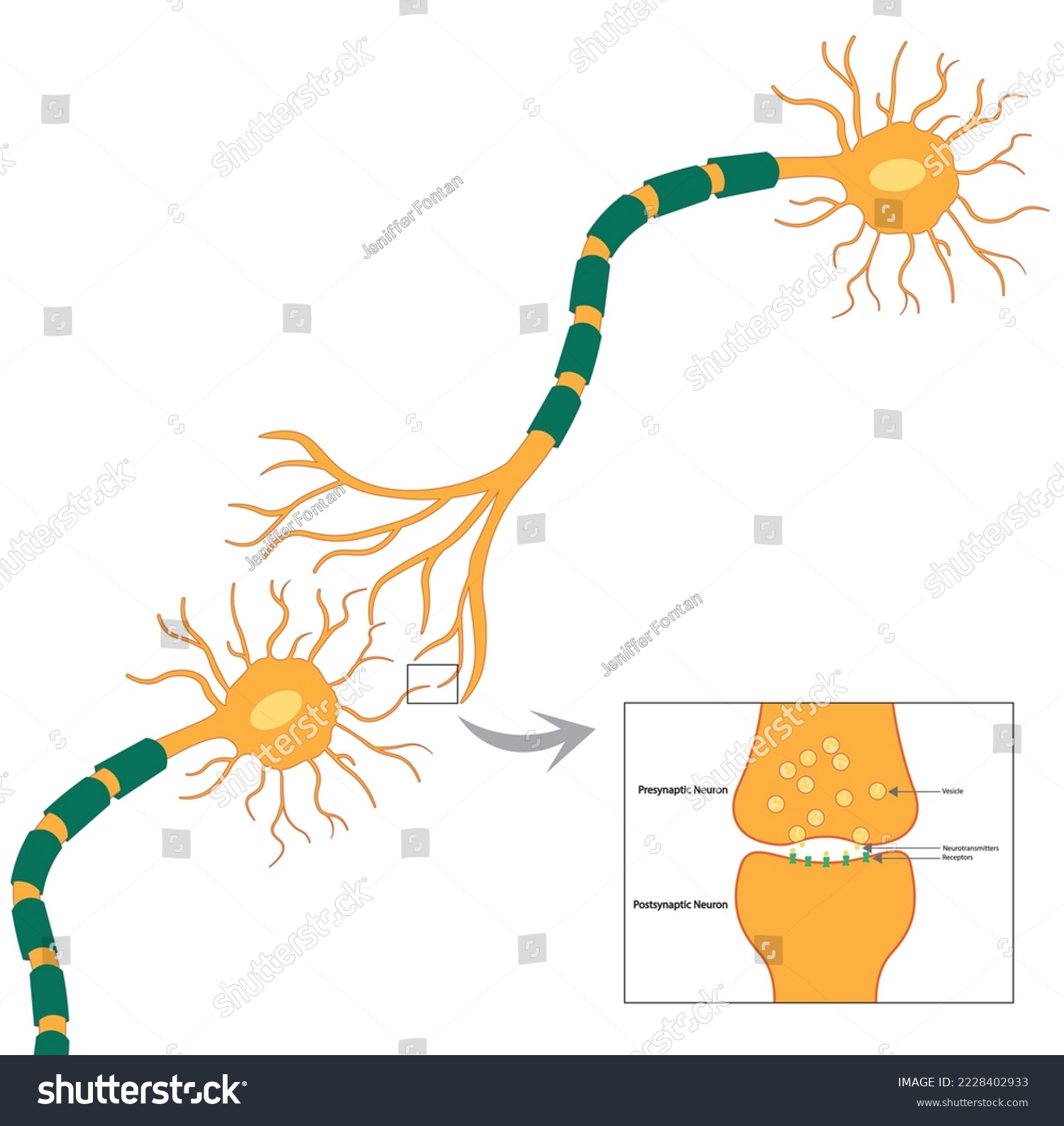 SVG of Neuron Synapse illustration. Conection between pre and pos synaptic neuron illustration svg