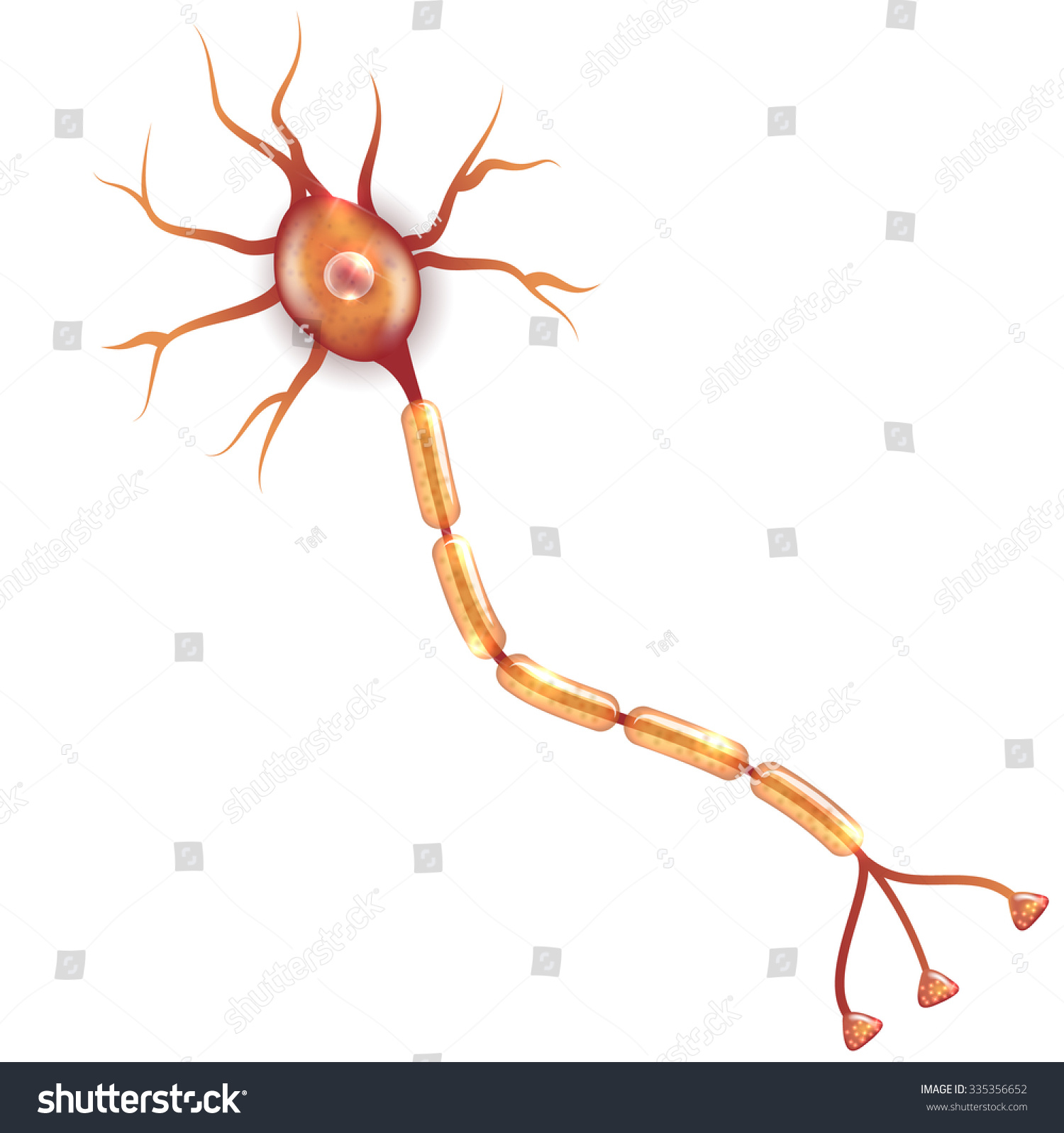 SVG of Neuron that is the main part of the nervous system. svg