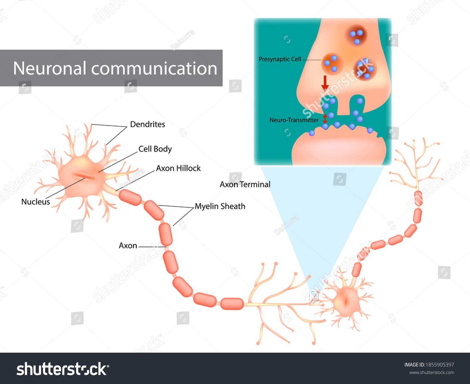 SVG of Neuronal communication. The dendrites contain receptors for neurotransmitters released by nearby neurons. Soma, dendrites, axons, terminal buttons, and synaptic vesicles. svg