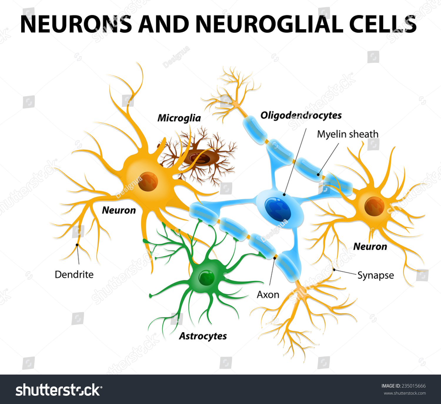 download relative radiation sensitivities of human organ systems part