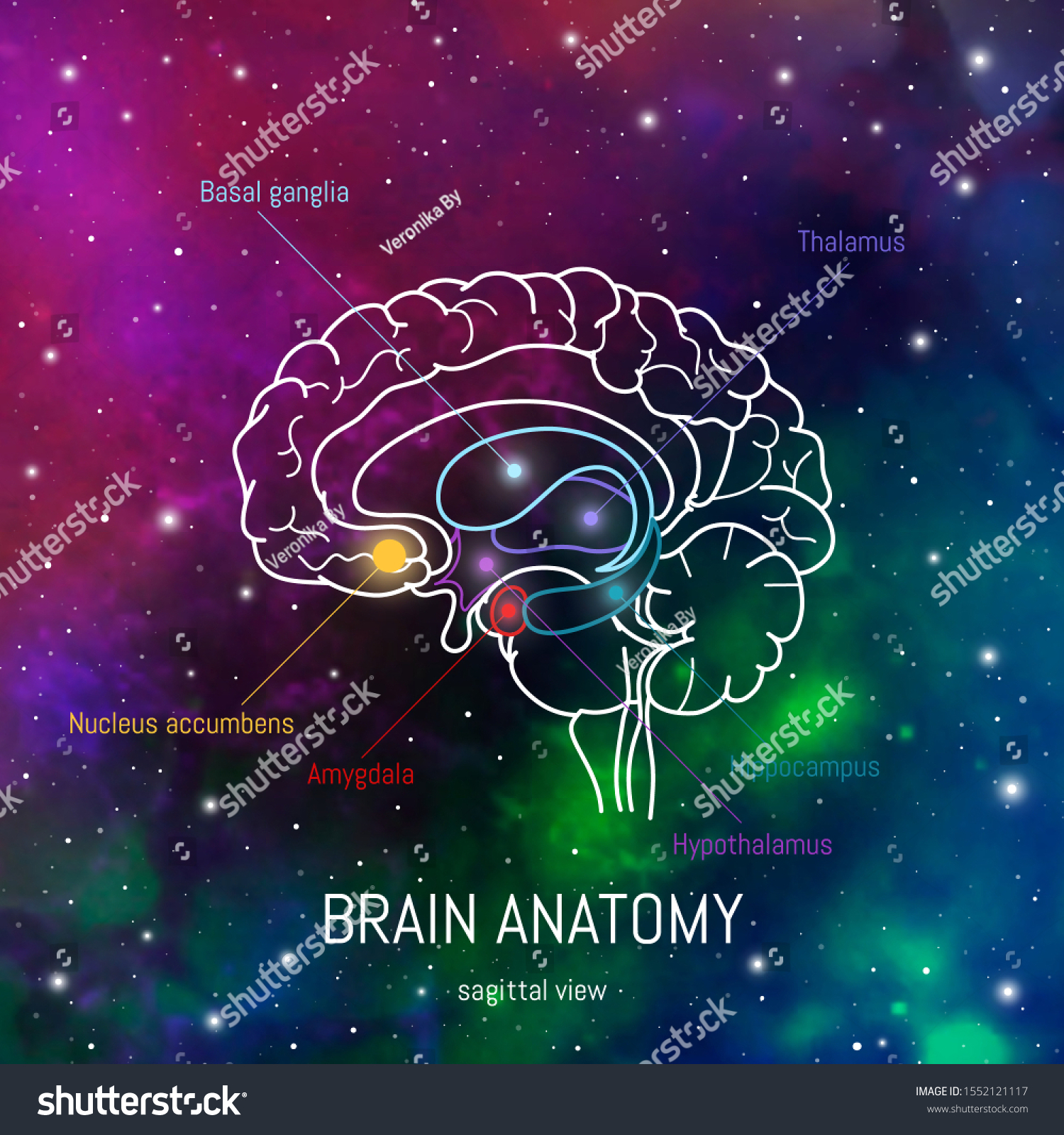 SVG of Neuroscience infographic on space background. Human brain lobes and sections illustration. Brain anatomy structure cross section. Neurobiology scientific medical vector in front of futuristic cosmos svg