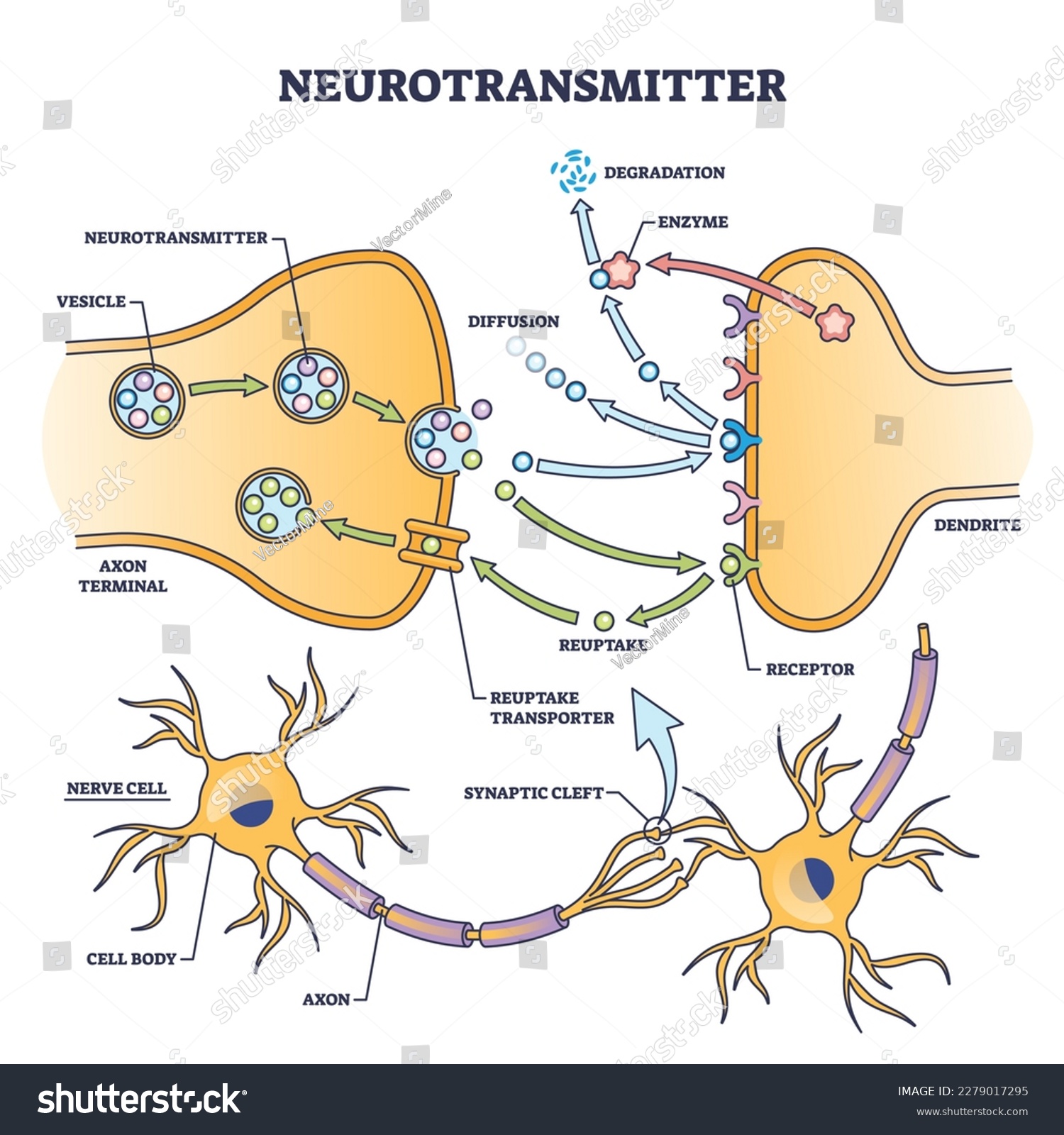 SVG of Neurotransmitter process detailed anatomical explanation outline diagram. Labeled educational scheme with vesicle, axon terminal, enzyme production and receptors vector illustration. Synapse impulse. svg