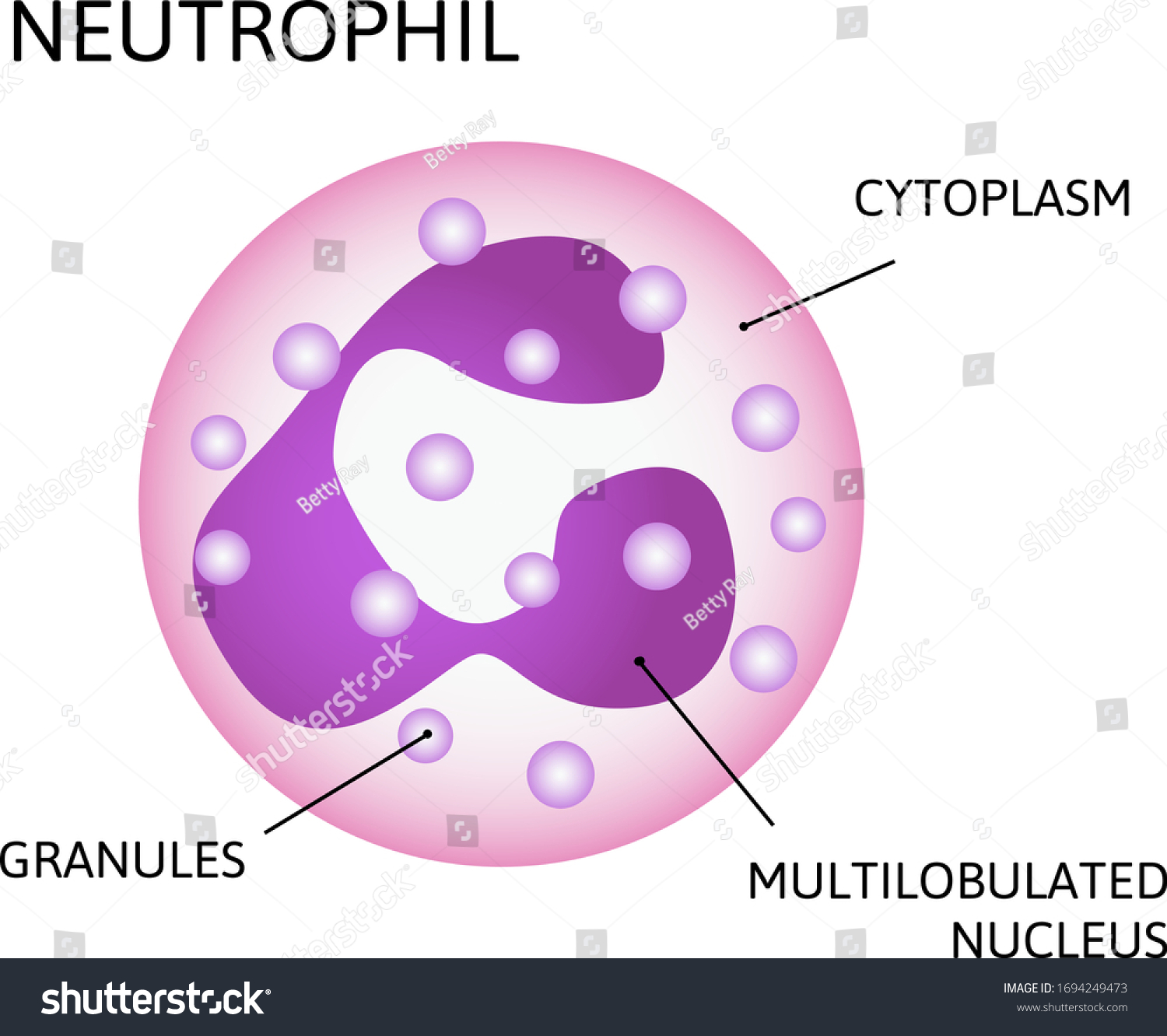 Multilobulated Images, Stock Photos & Vectors | Shutterstock