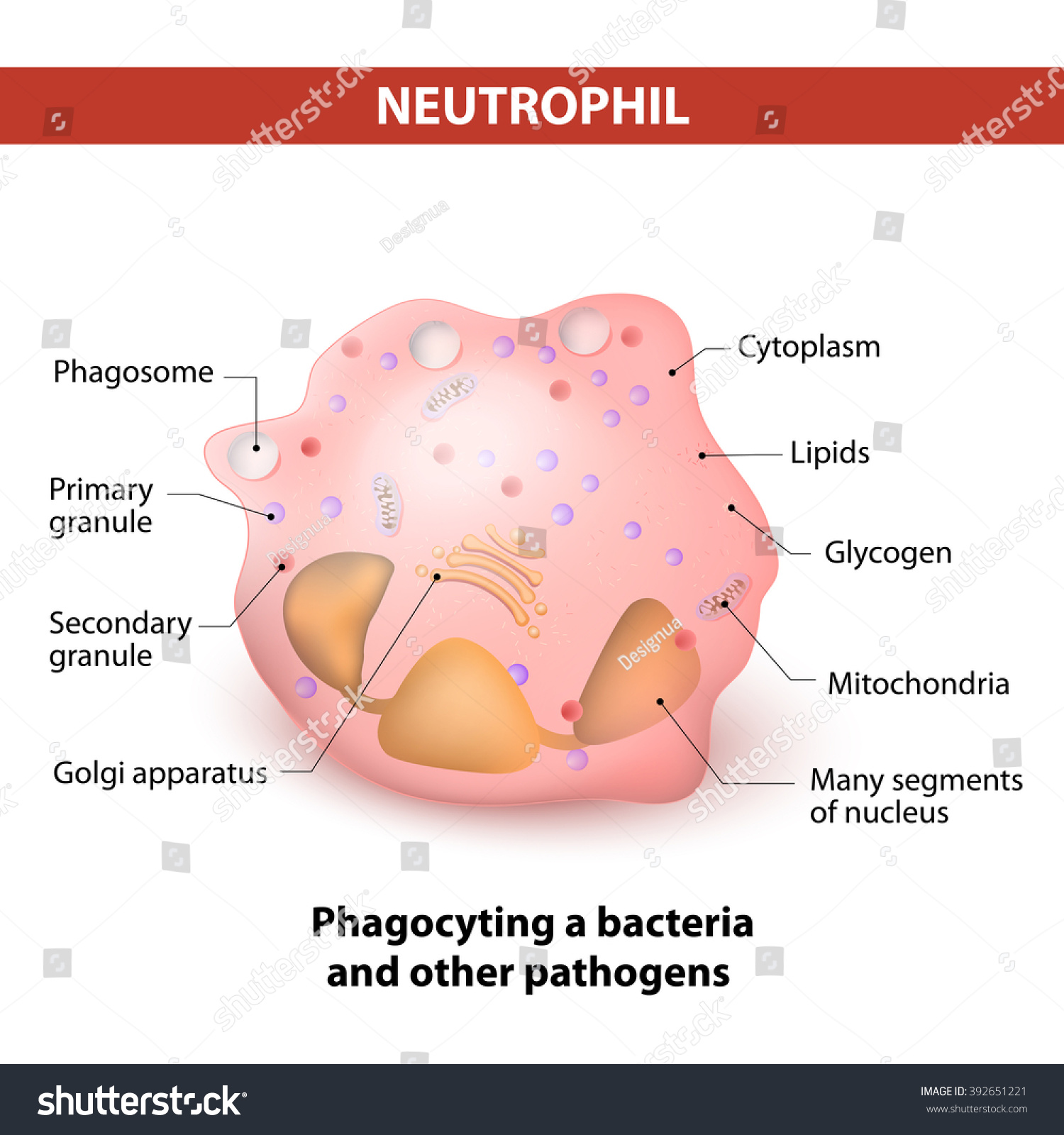 Neutrophils Type White Blood Cell That Stock Vector (Royalty Free ...