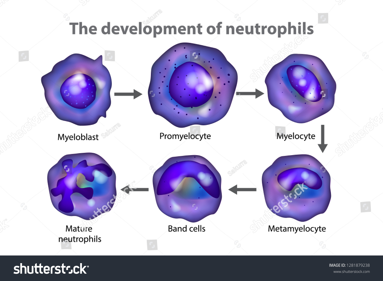 Neutrophils Neutrocytes Development Neutrophils Stock Vector (royalty 