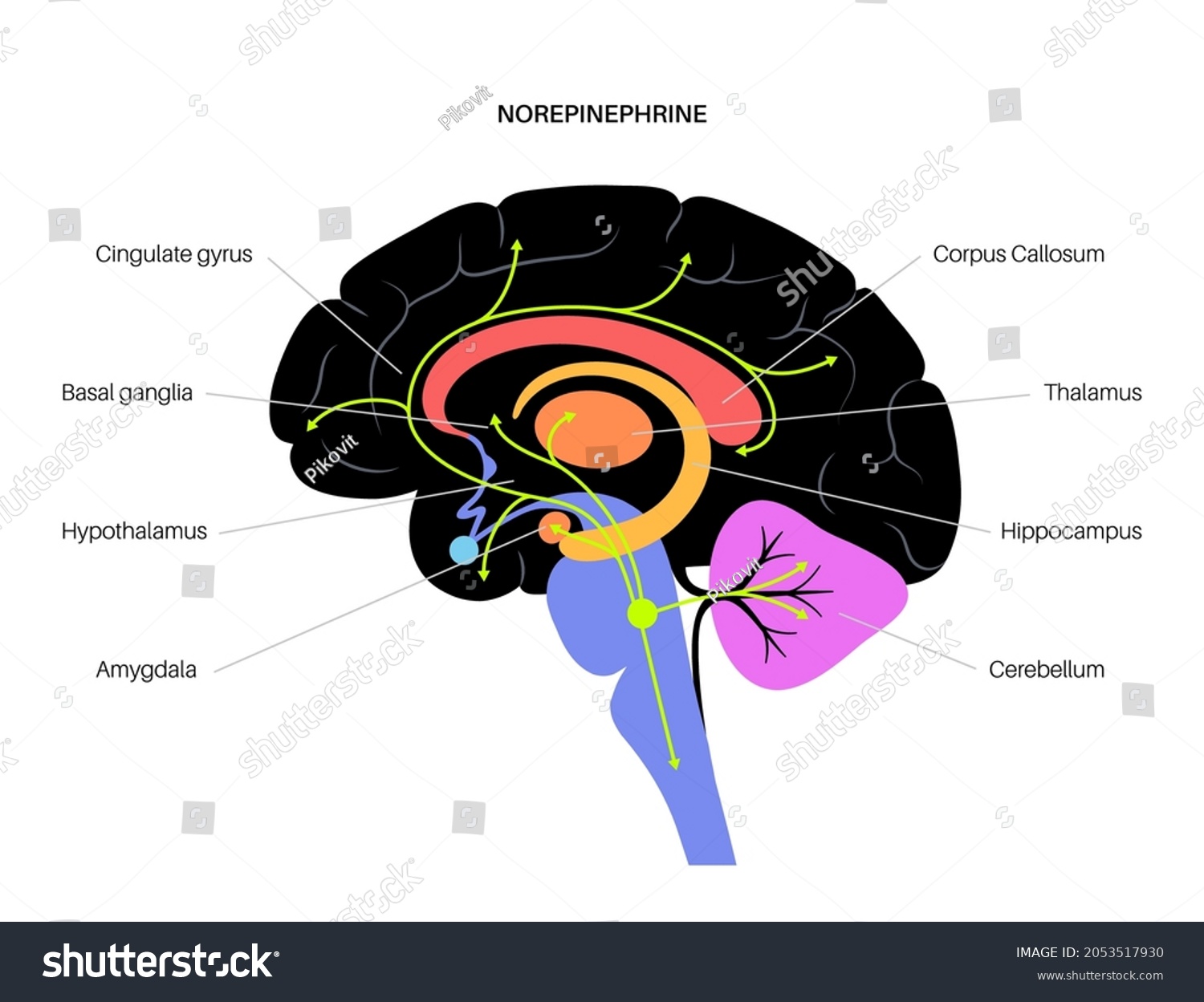 SVG of Norepinephrine hormones pathway in human brain. Noradrenaline or noradrenalin neurotransmitter concept. Mobilize brain and body for action. Stress, danger, fight or flight response vector illustration svg