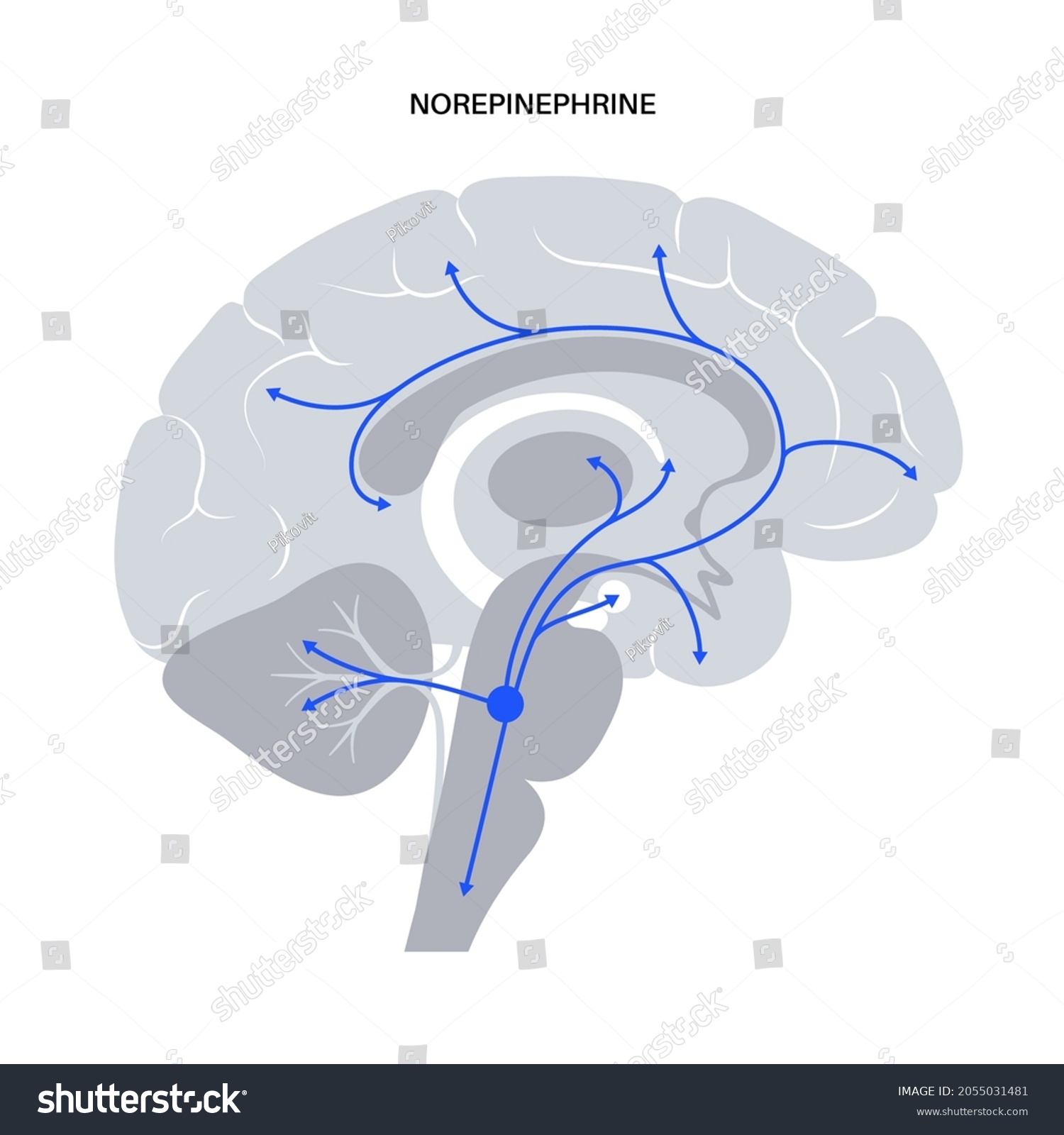 SVG of Norepinephrine hormones pathway in human brain. Noradrenaline or noradrenalin neurotransmitter concept. Mobilize brain and body for action. Stress, danger, fight or flight response vector illustration svg