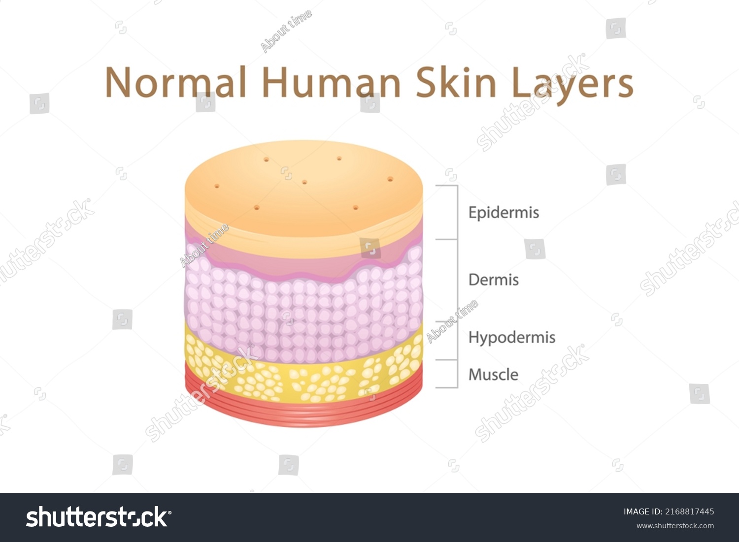 Normal Human Skin Layers Isometric Cylinder Stock Vector (Royalty Free ...